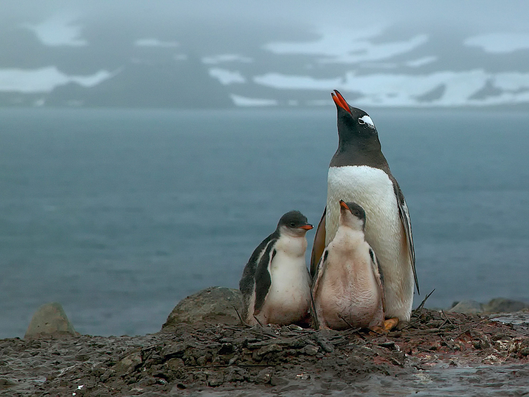 gentoo penguin with chicks