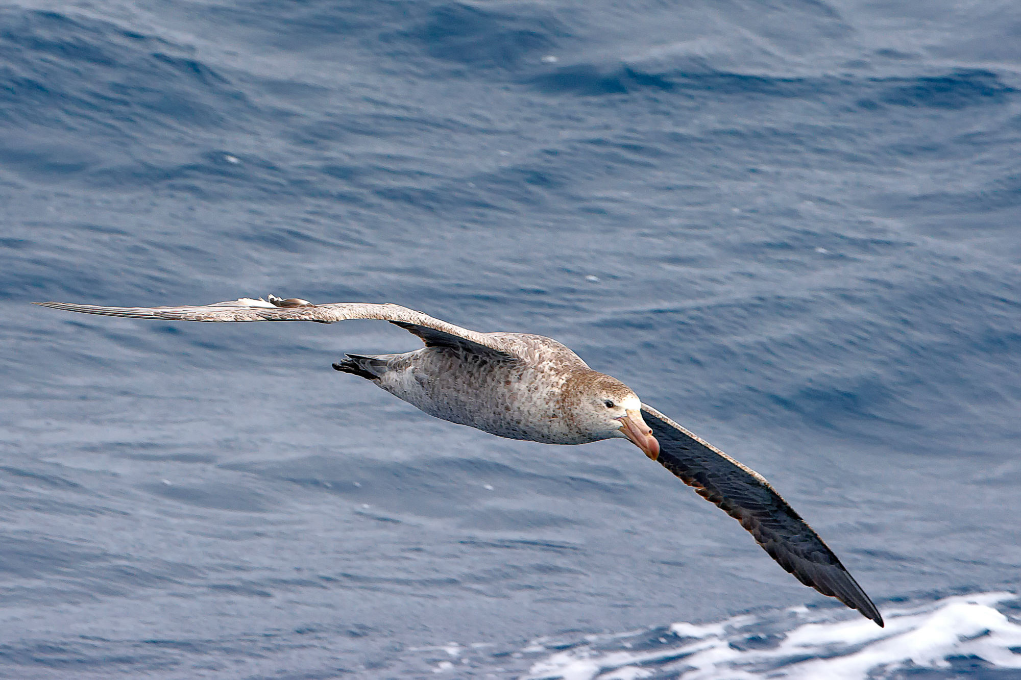 giant petrel