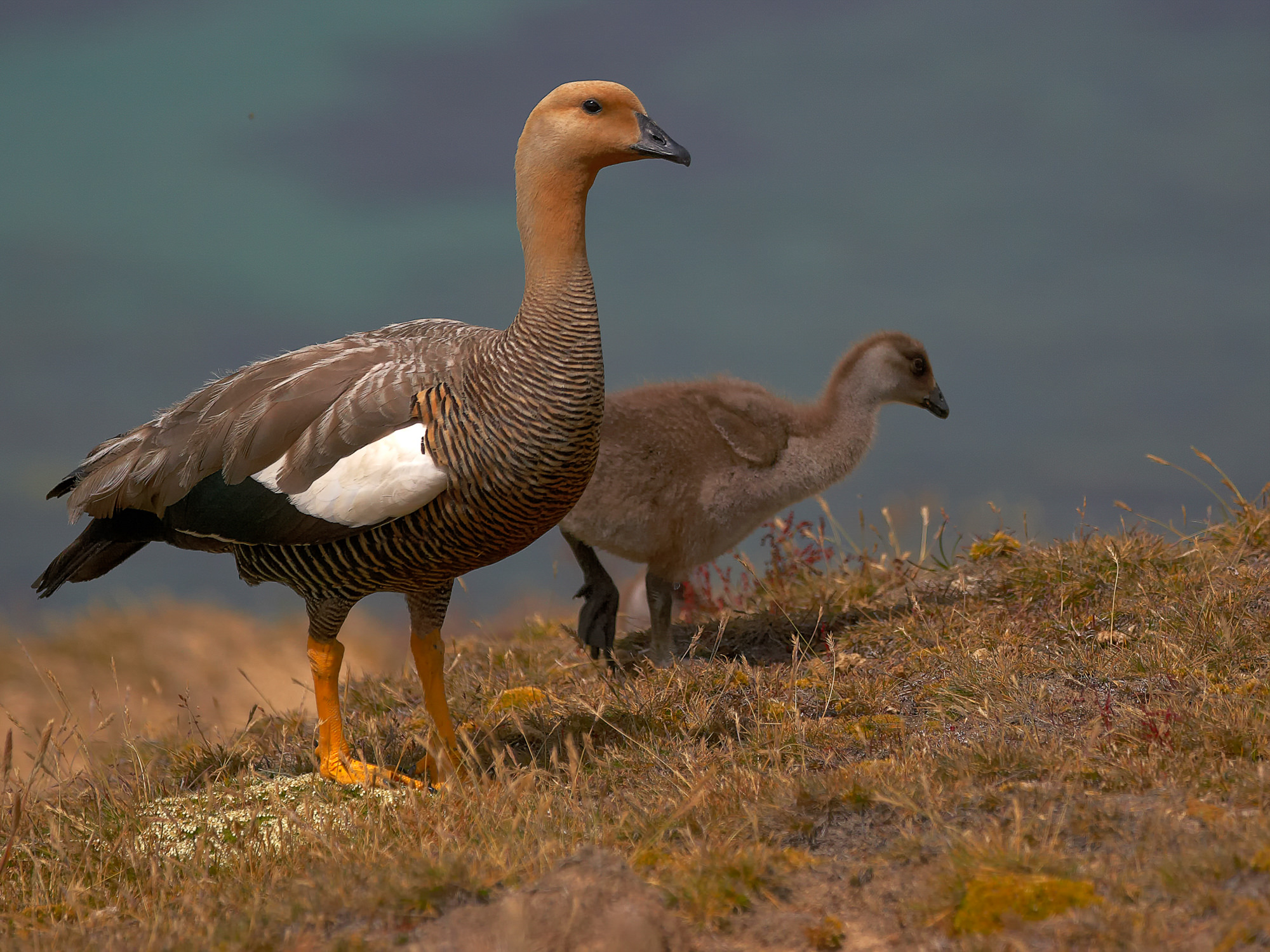 magellan goose (male)