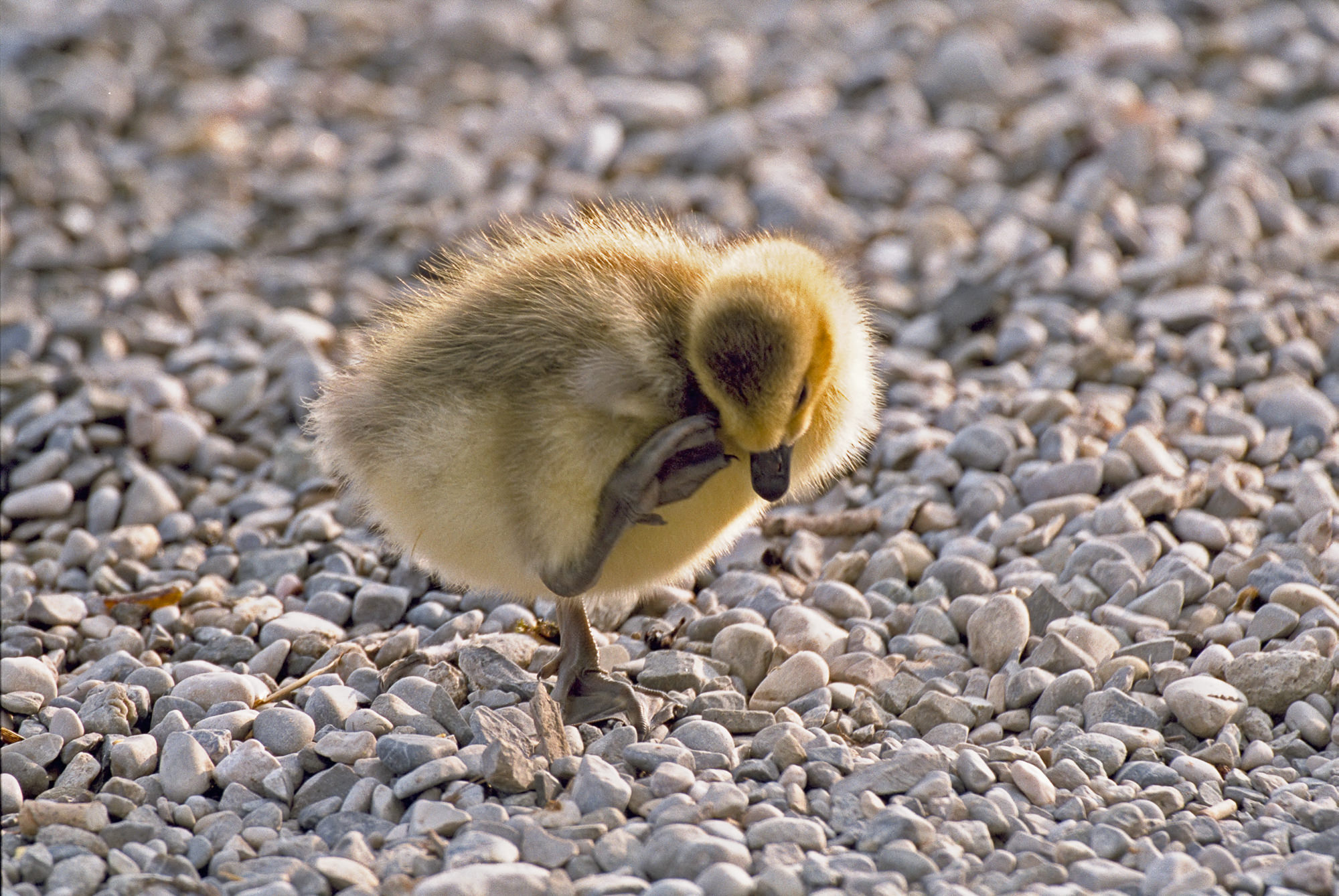 greylag goose chick