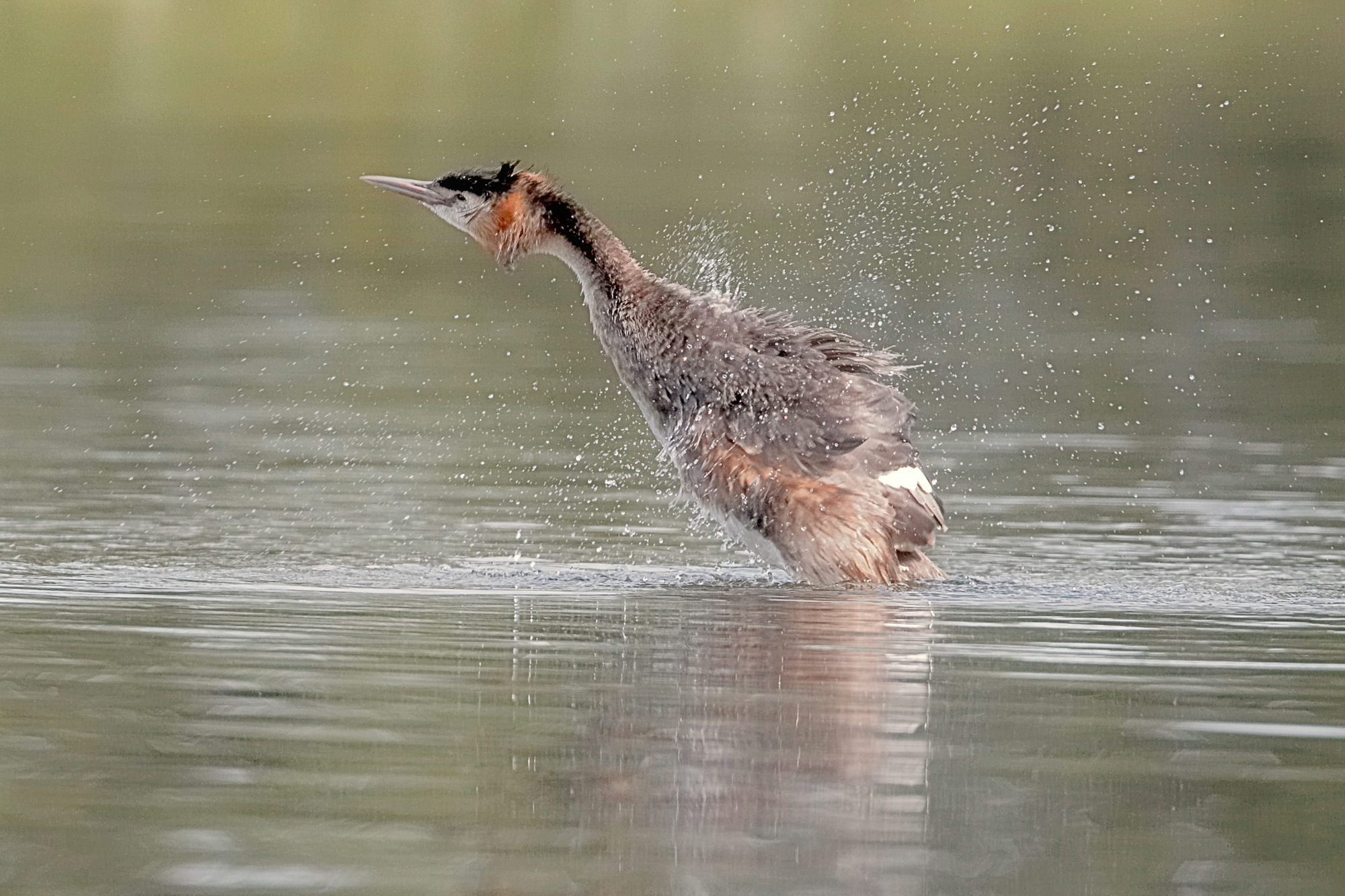 great crested grebe