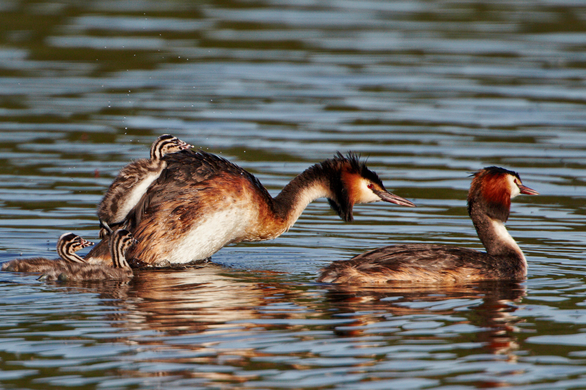 great crested grebes with chicks