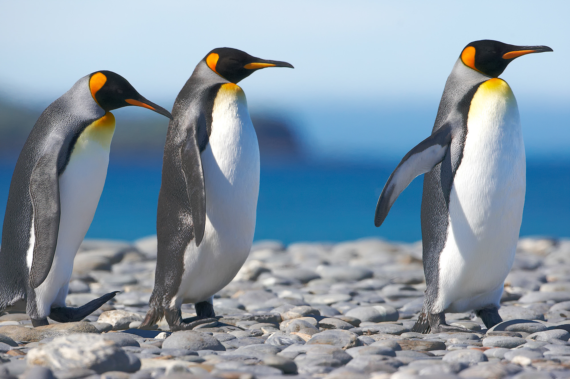 king penguins at Salisbury Plain, South Georgia