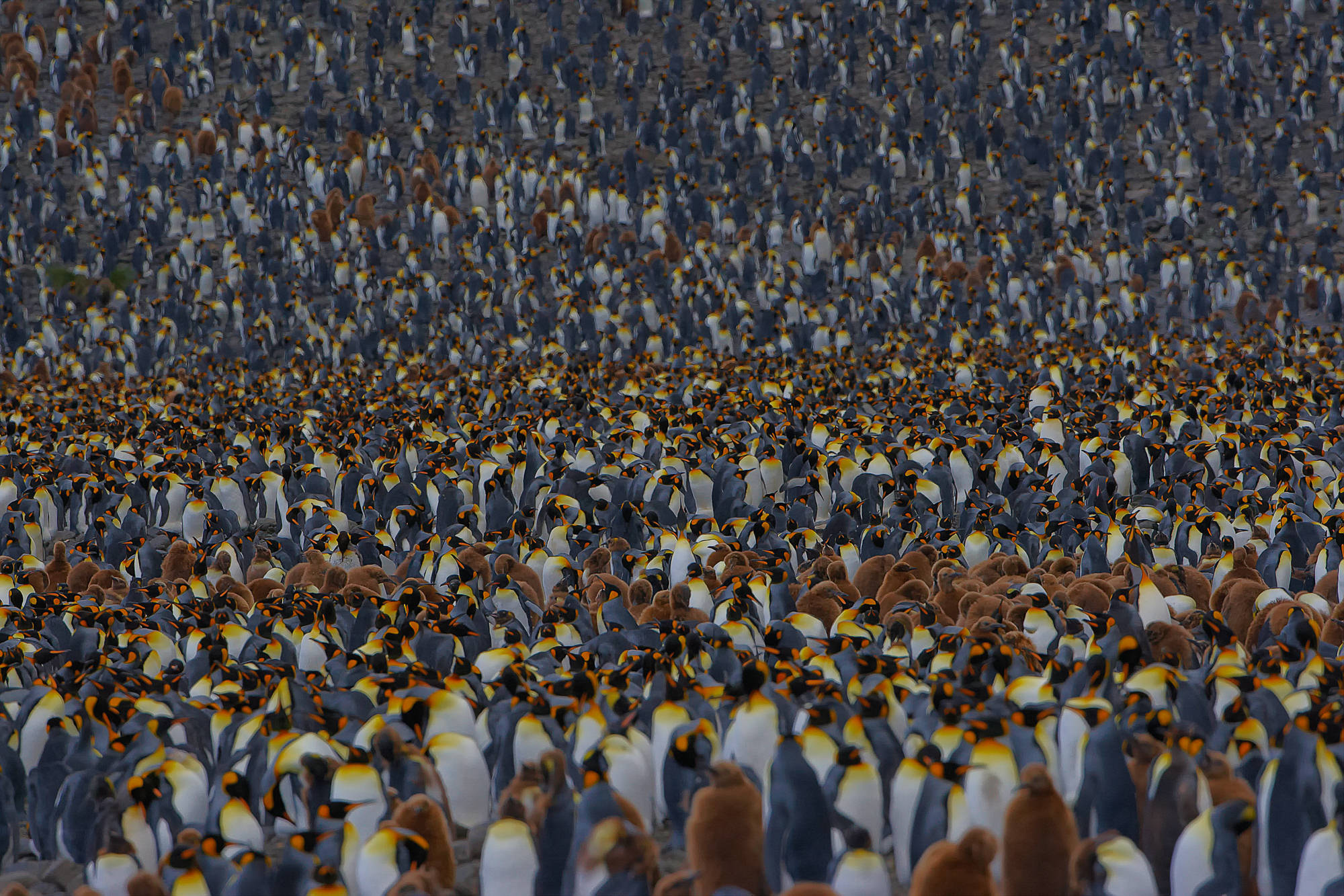 king penguins at Salisbury Plain, South Georgia