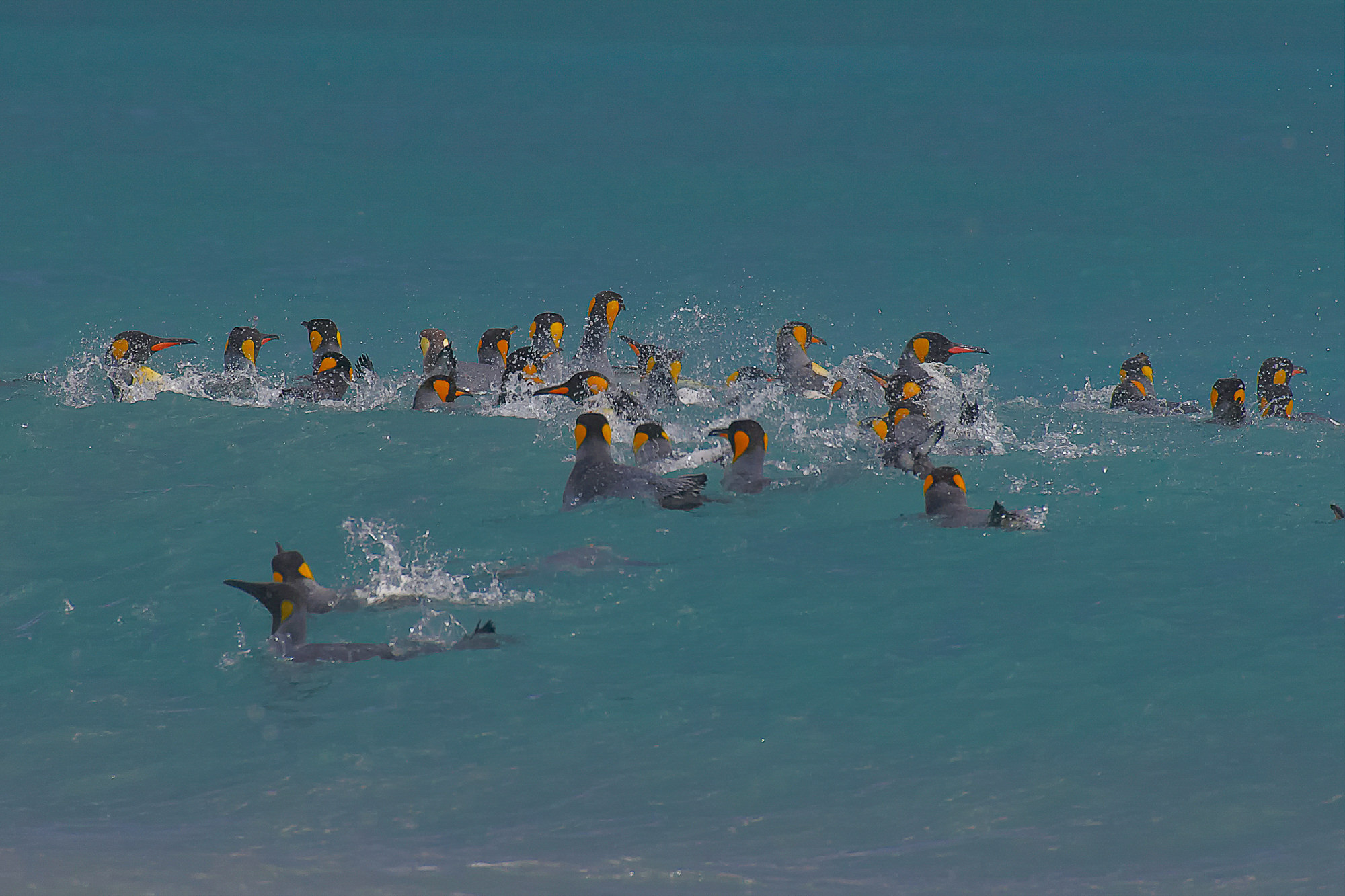 King penguins have fun swimming