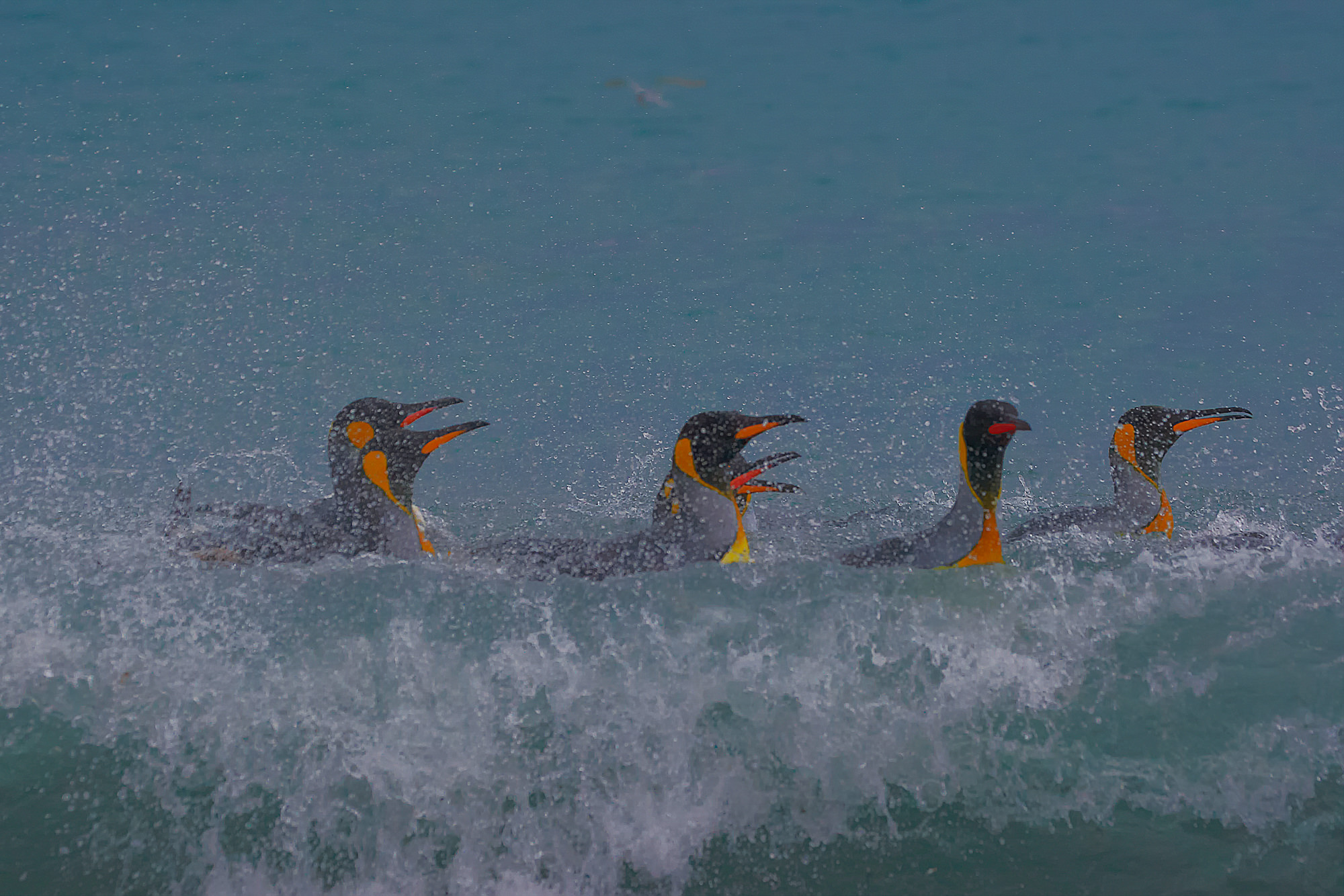 King penguins have fun swimming