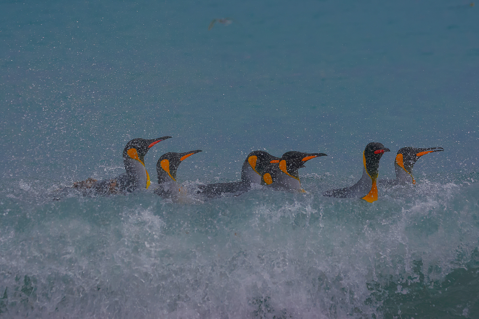 King penguins have fun swimming