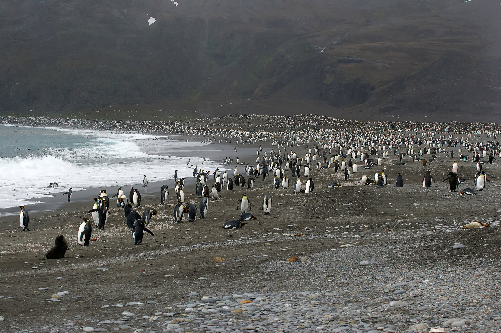 king penguins at St. Andrews Bay