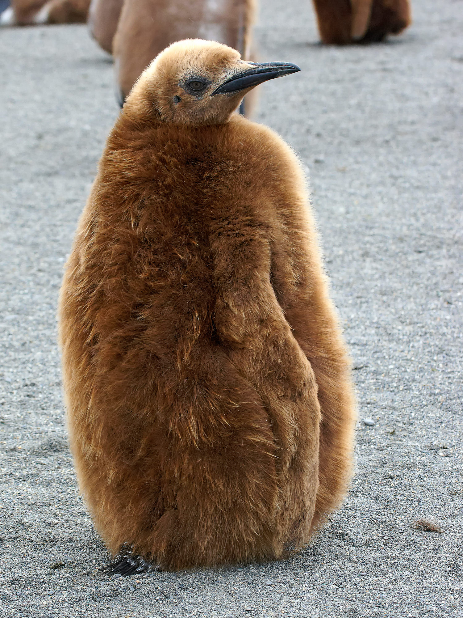 king penguin chick