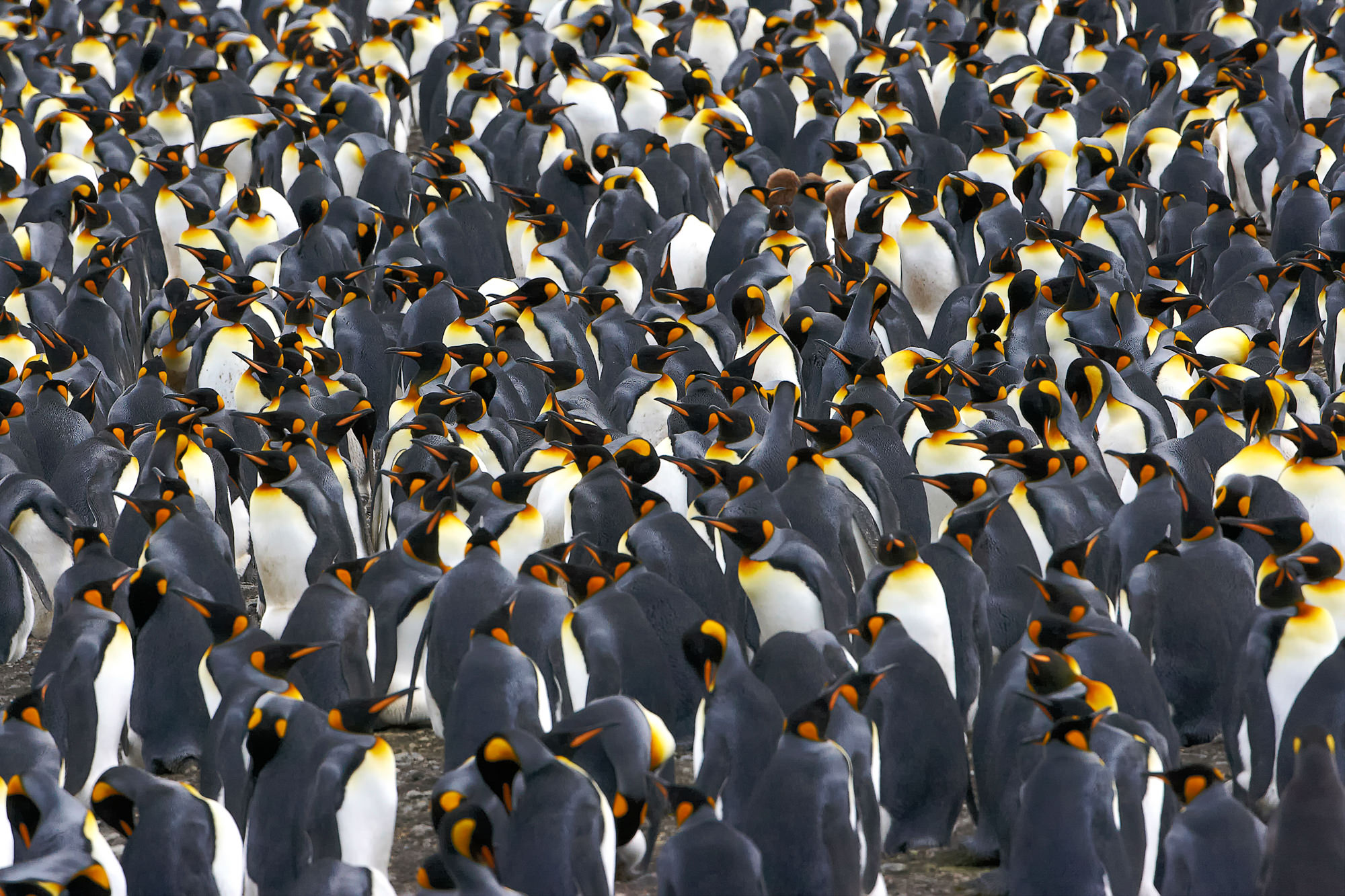 king penguins at St. Andrews Bay