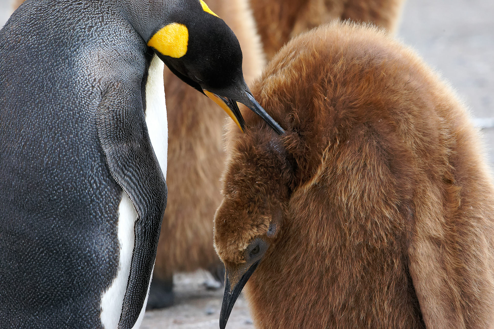 young king penguin begs for food