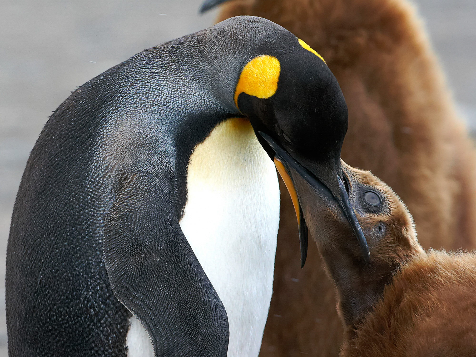 young king penguin begs for food