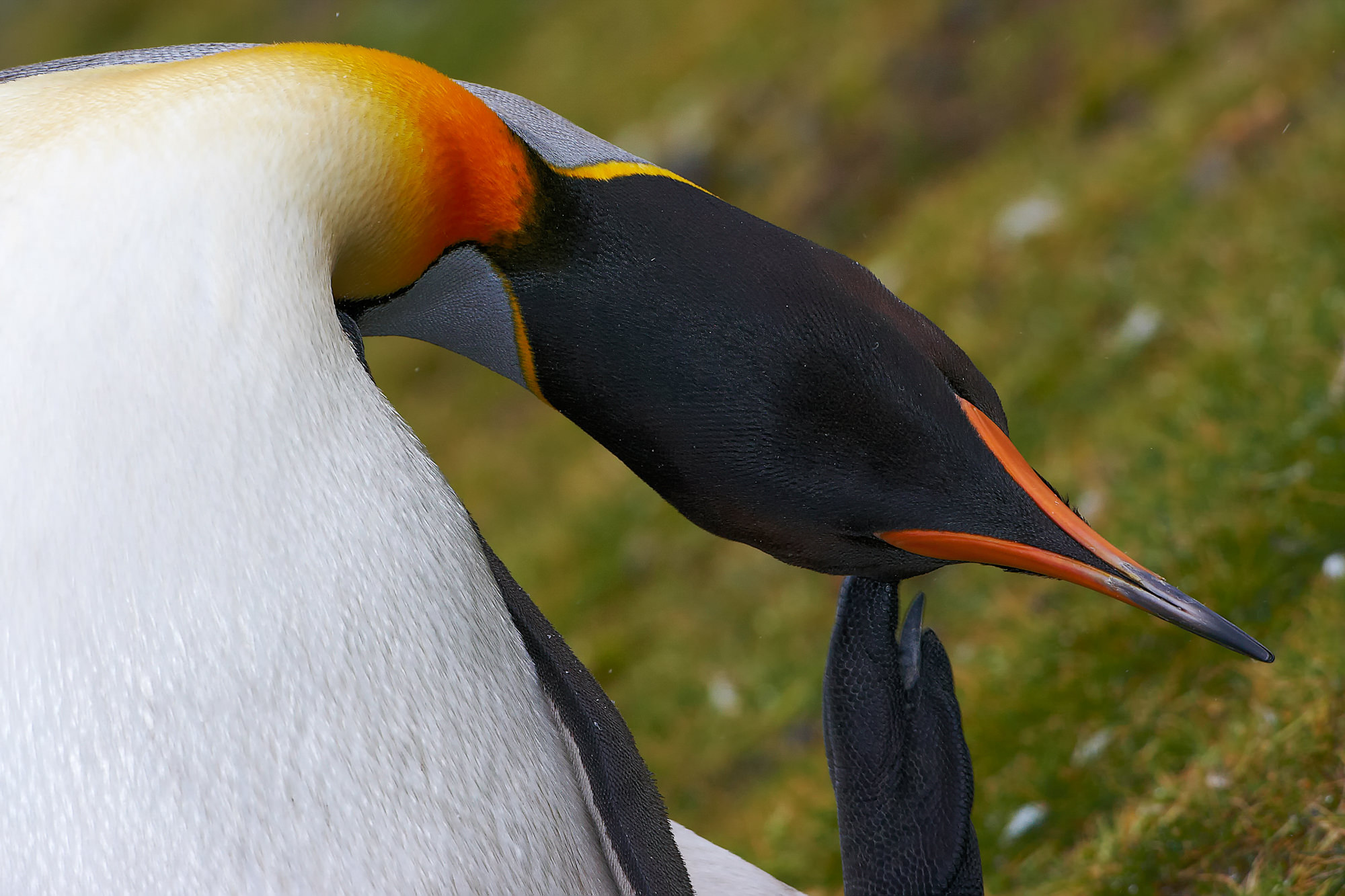king penguin