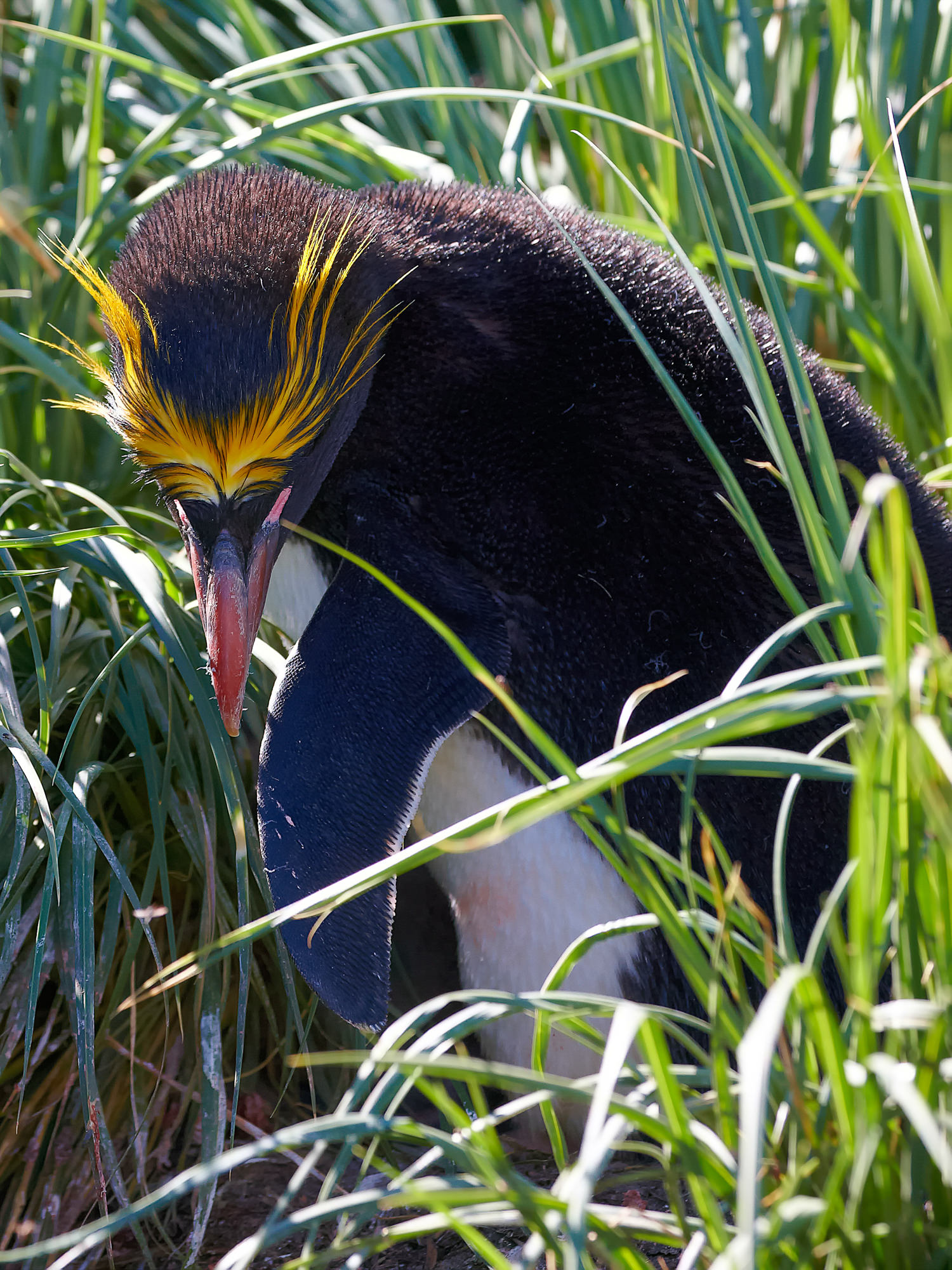 macaroni penguin