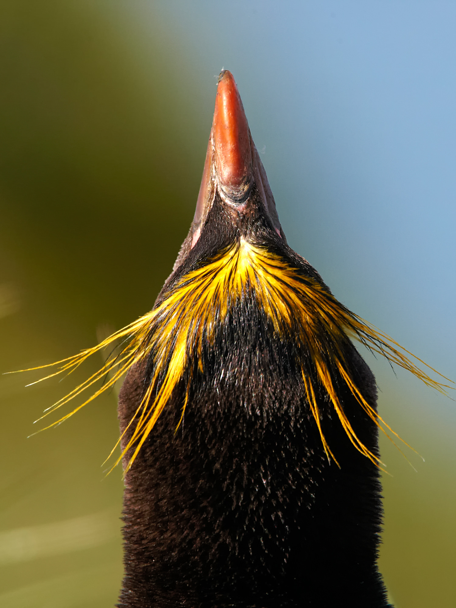 macaroni penguin