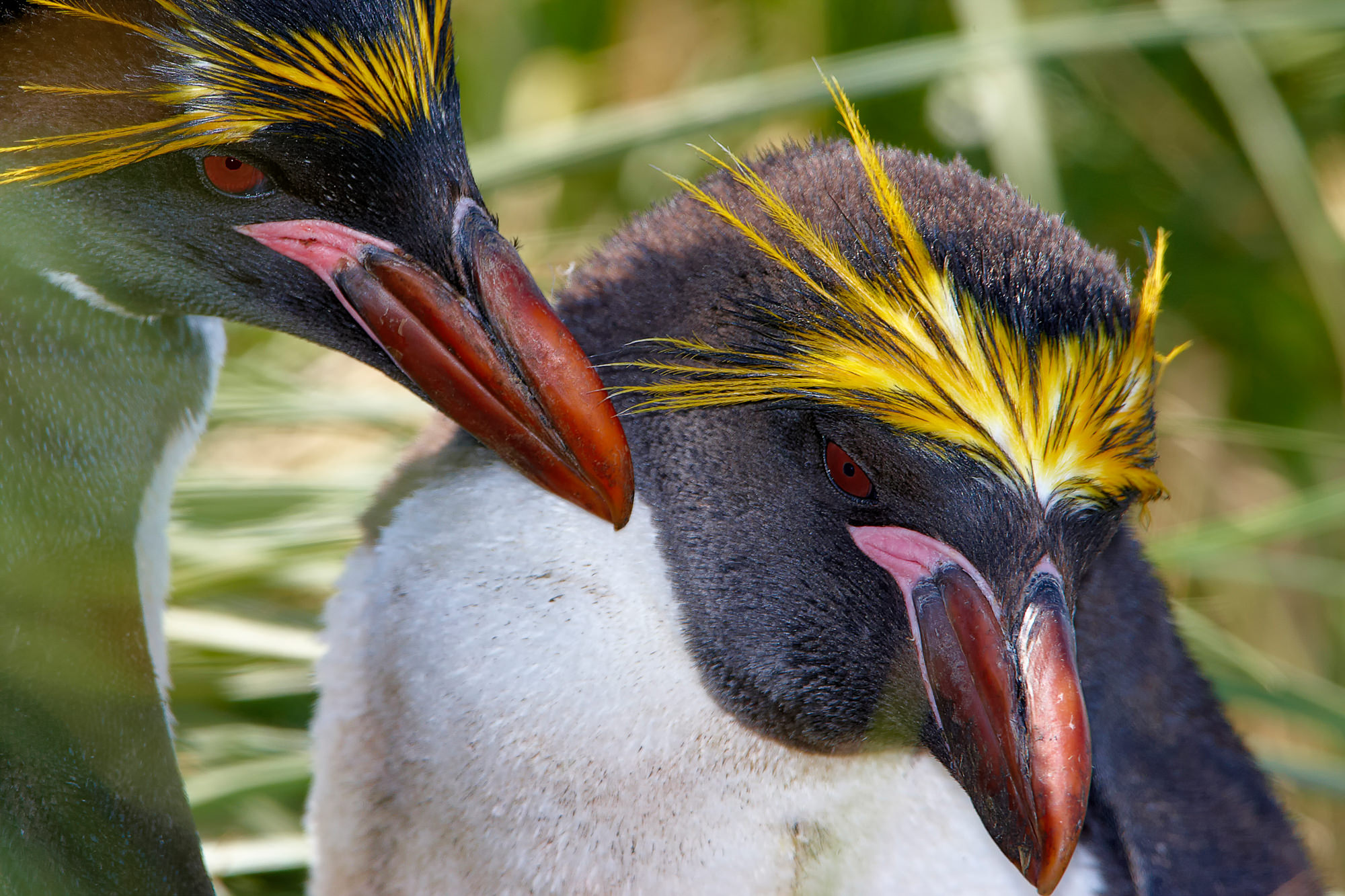 macaroni penguin