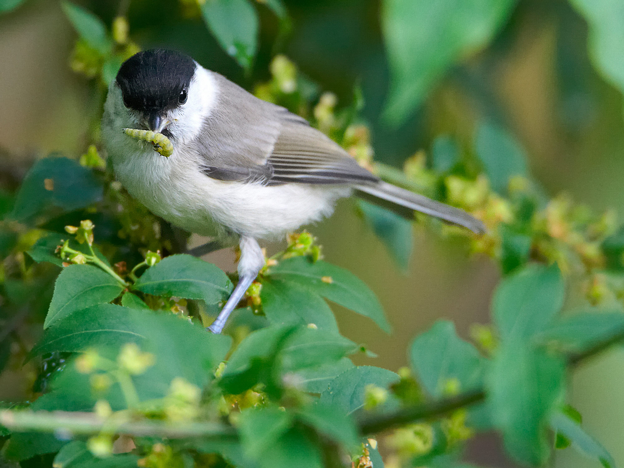 Marsh tit