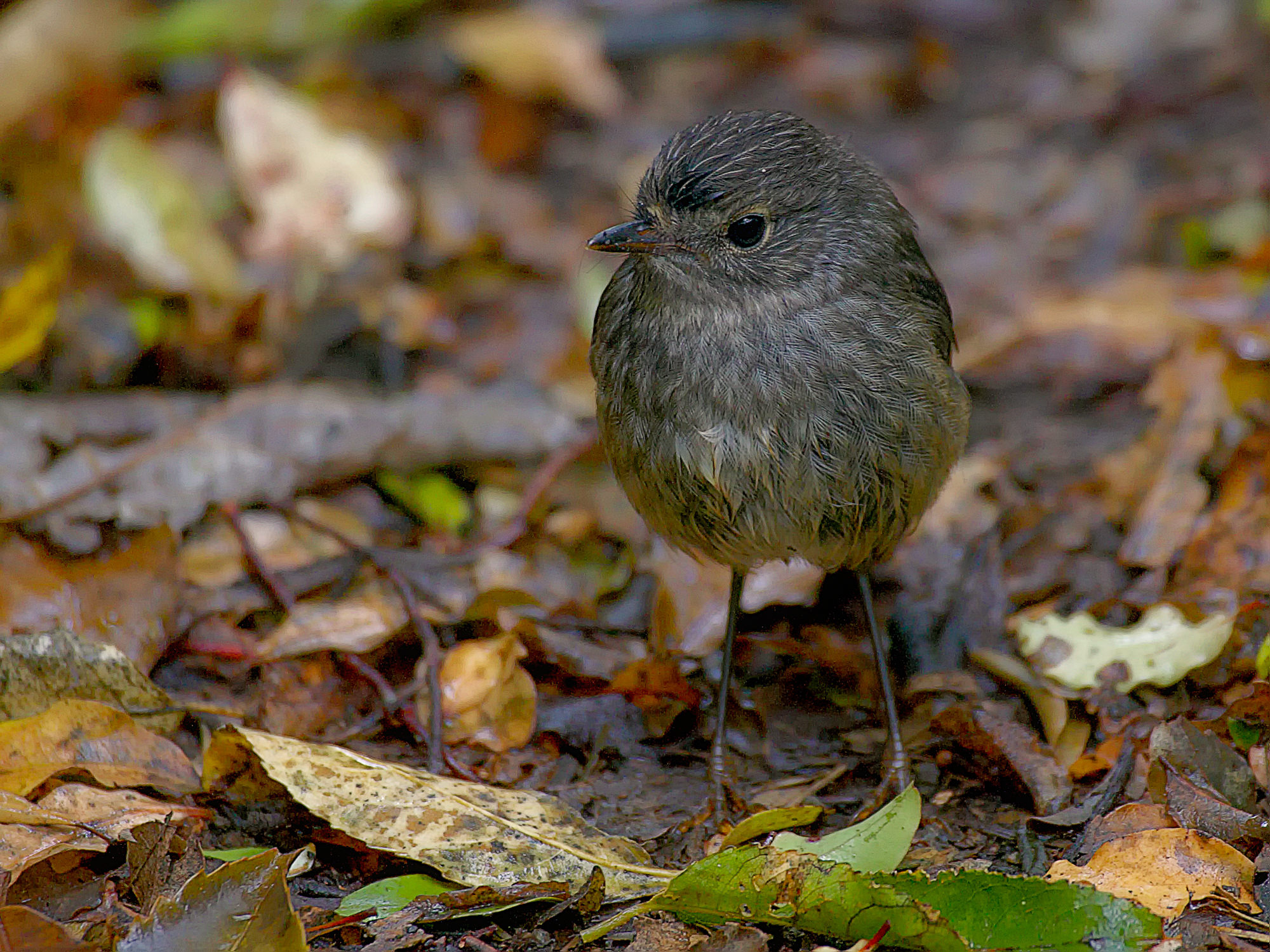 New Zealand Robin