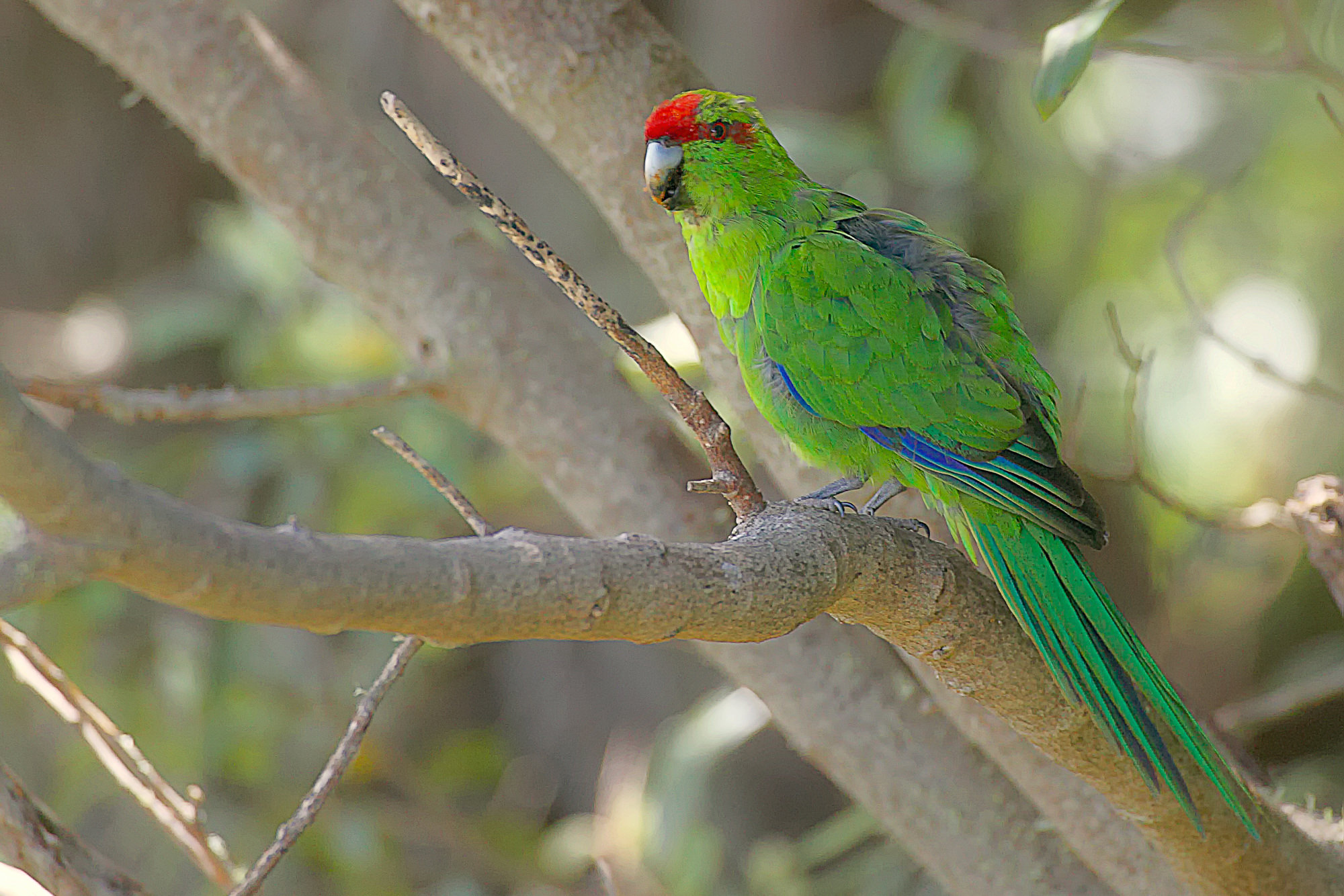 red-crowned parakeet