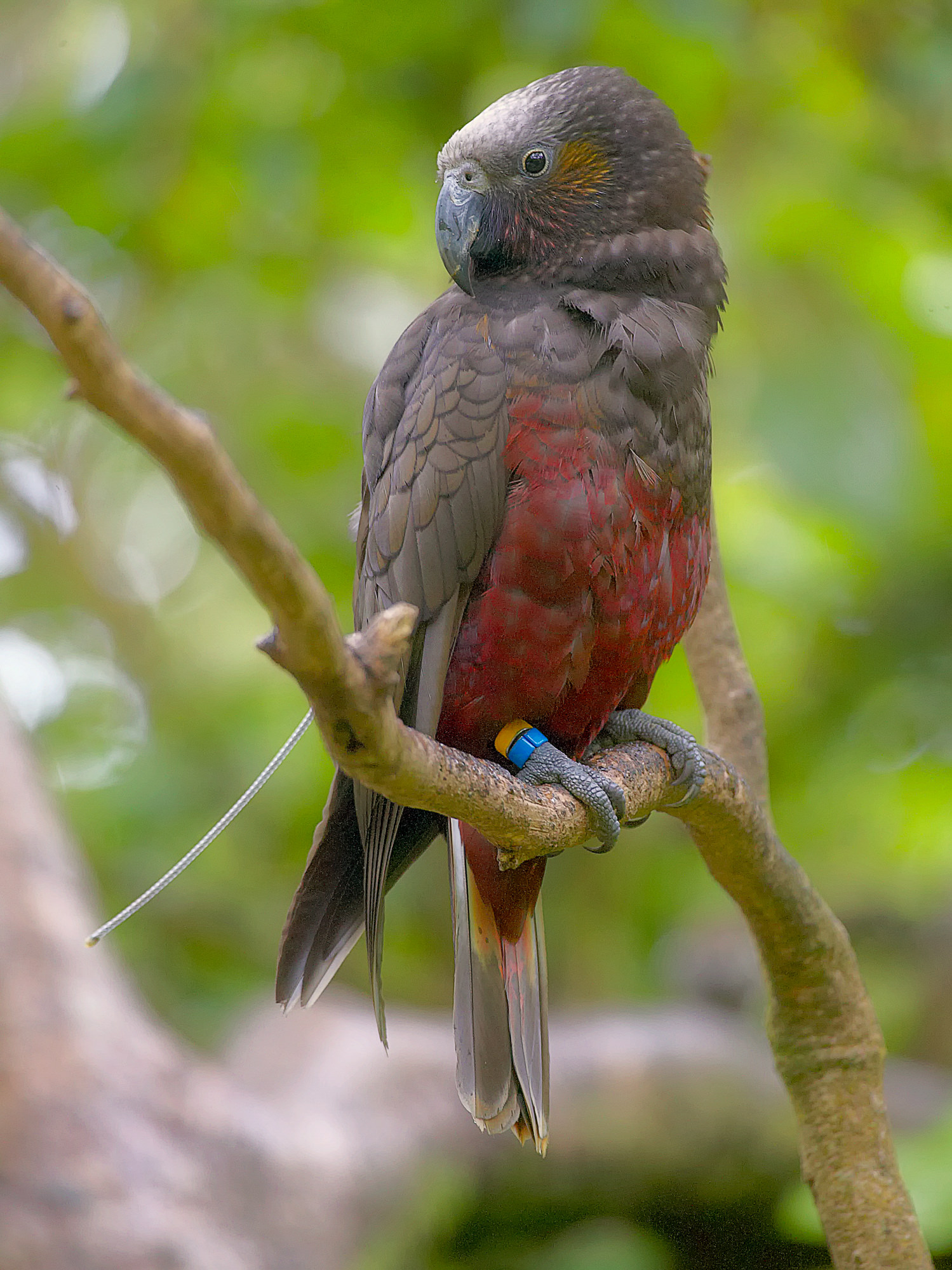 kaka or forest-parrot