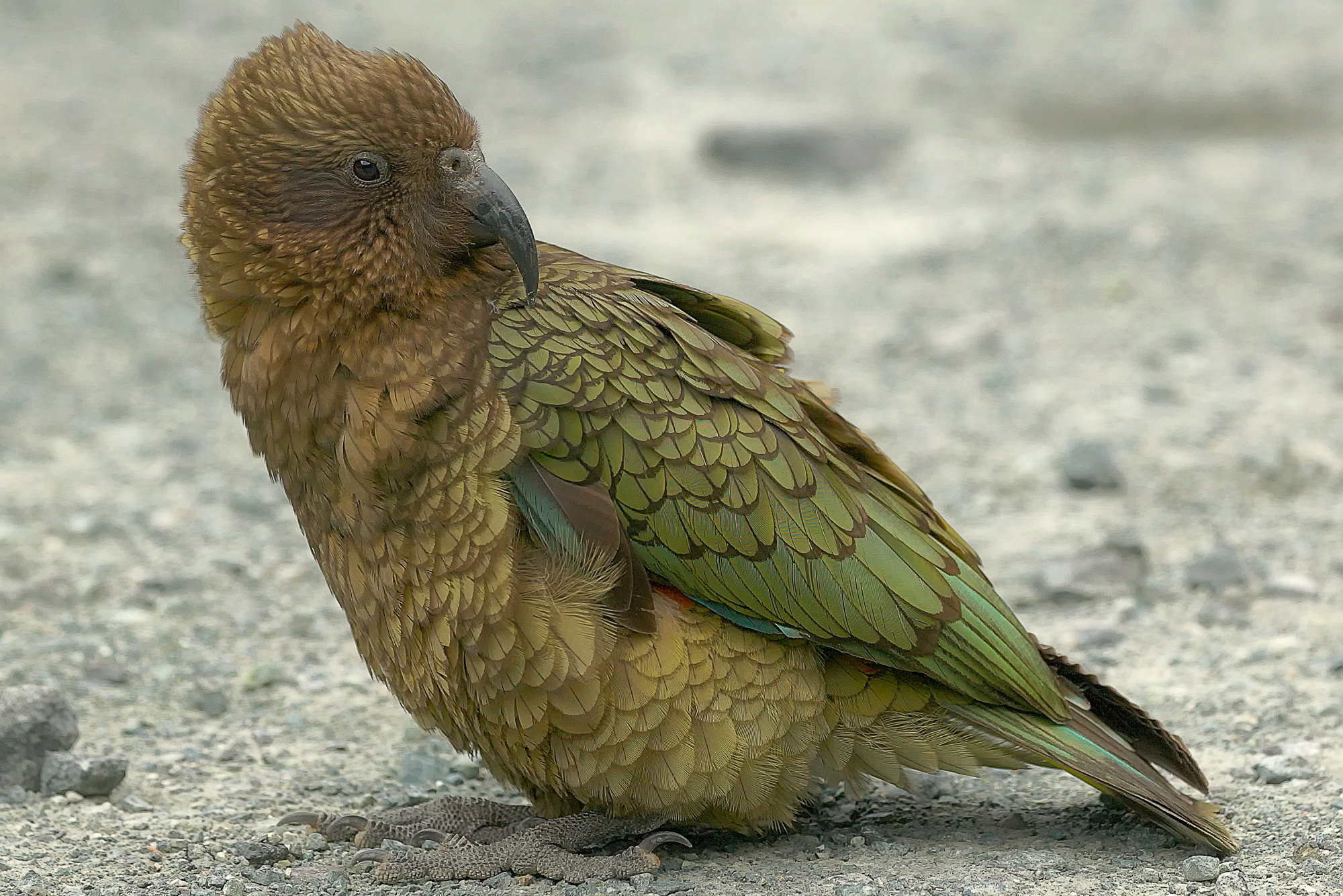 kea