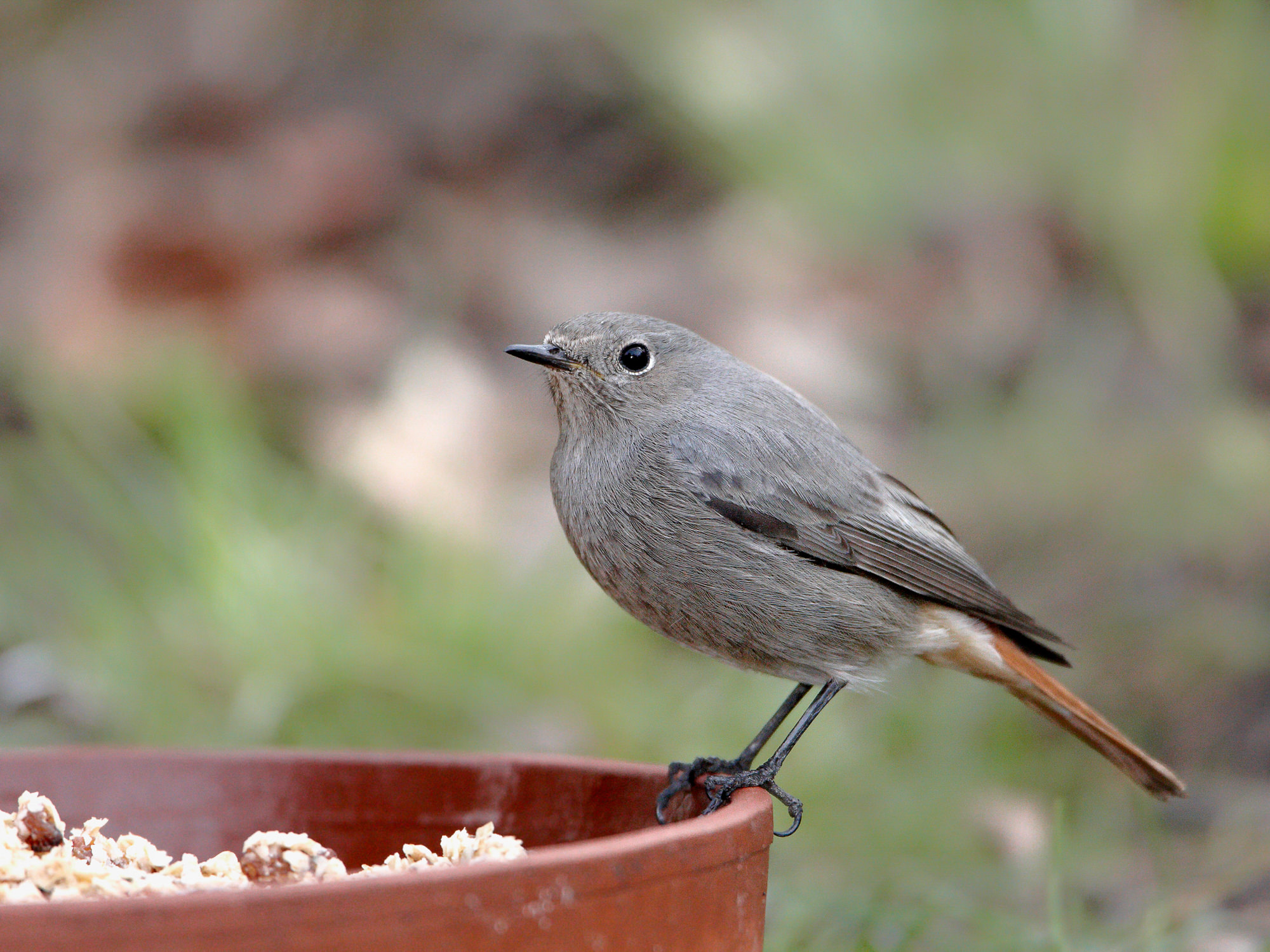 redstart