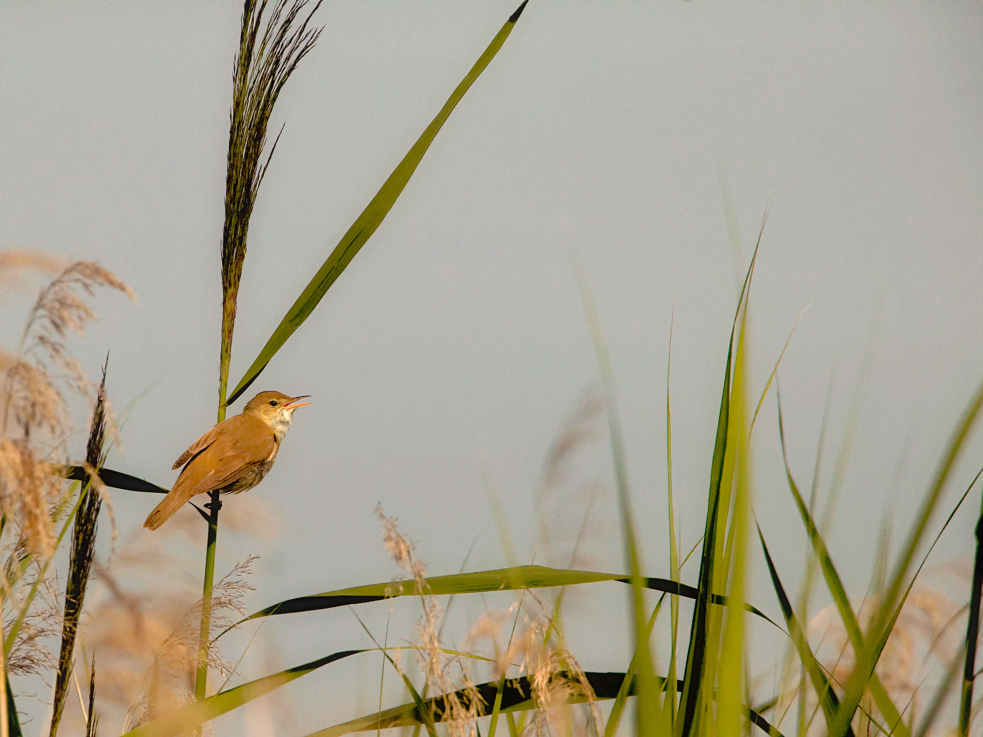 sedge warbler