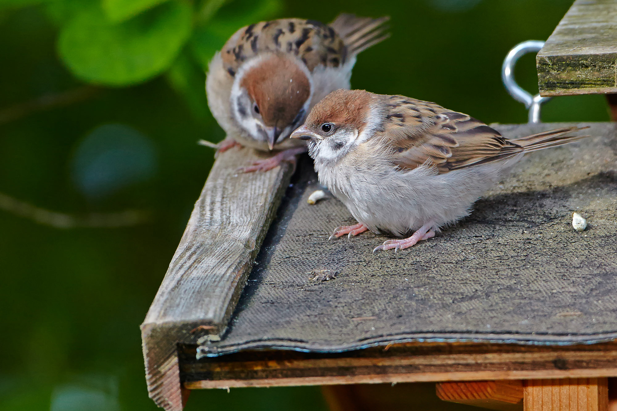 sparrow chicks