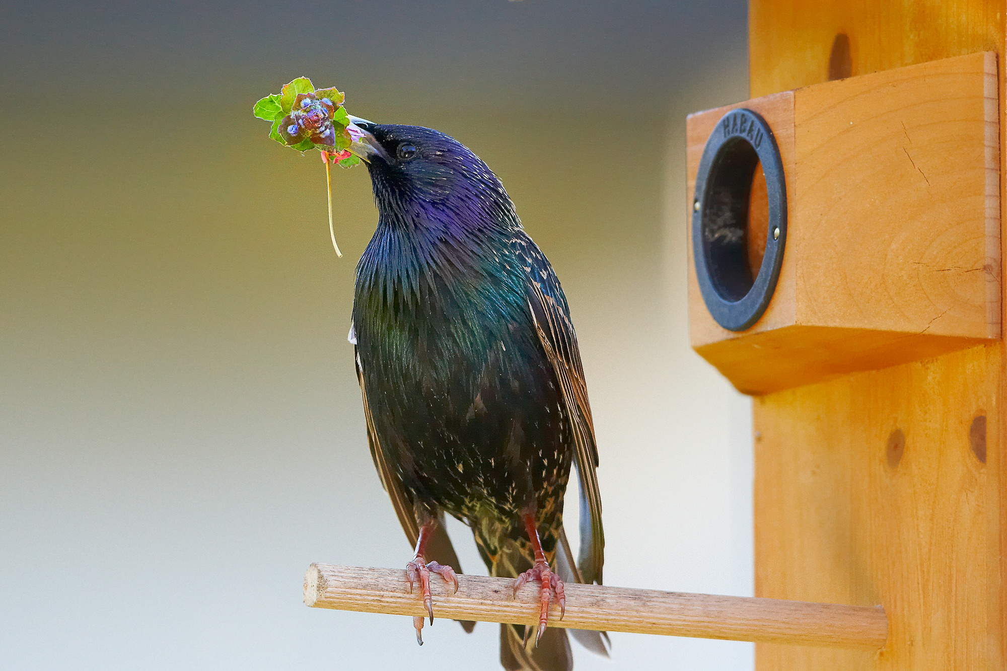 star brings birdal gifts