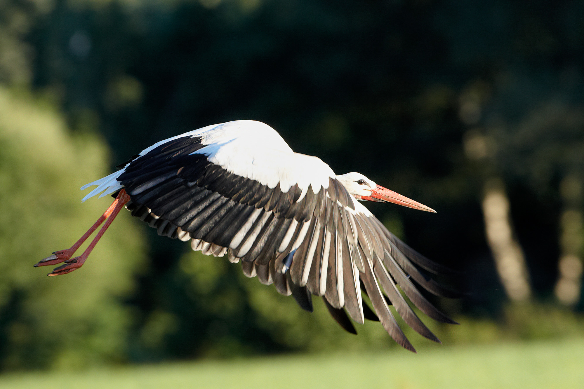 stork