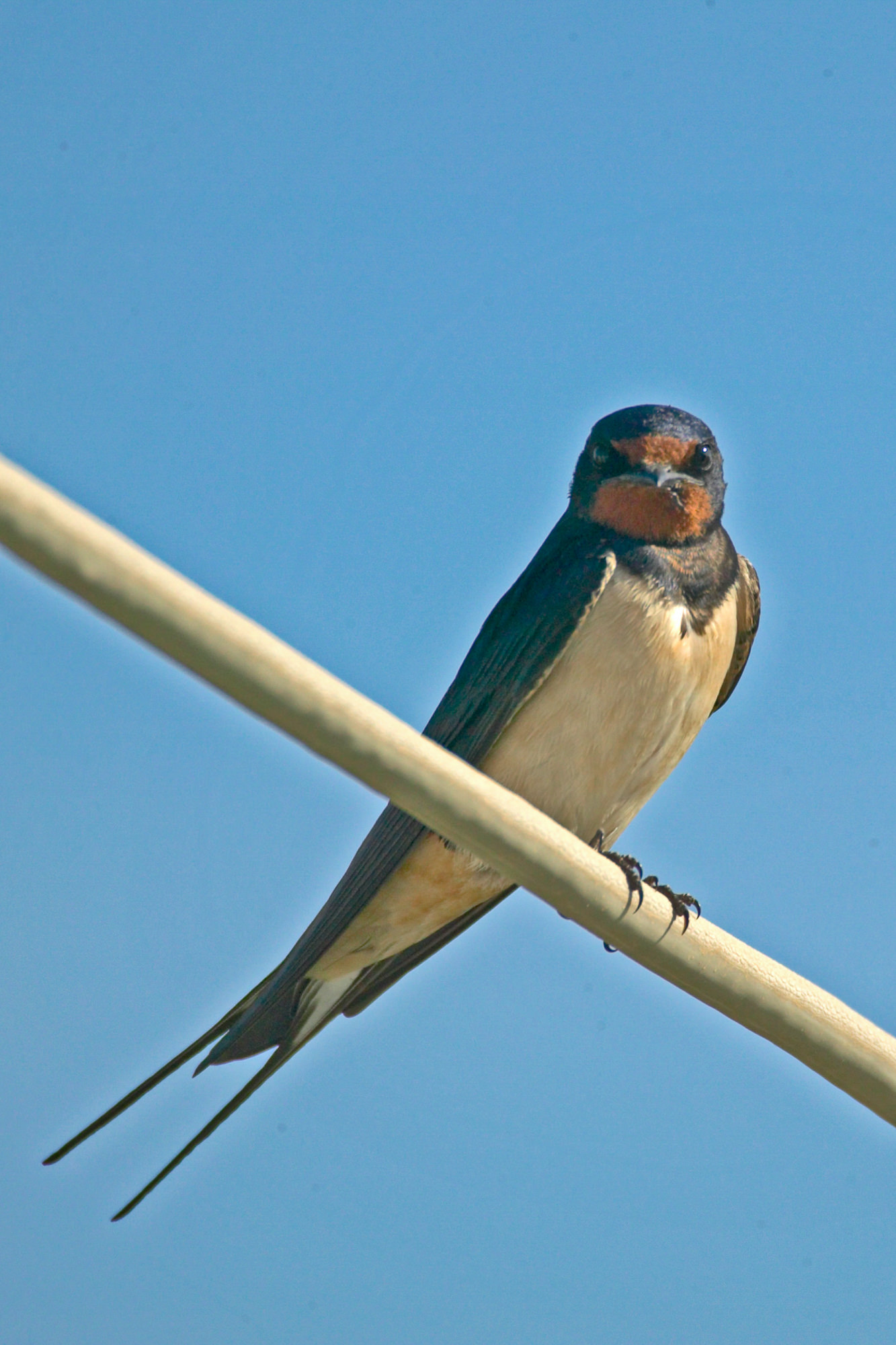 Swallow