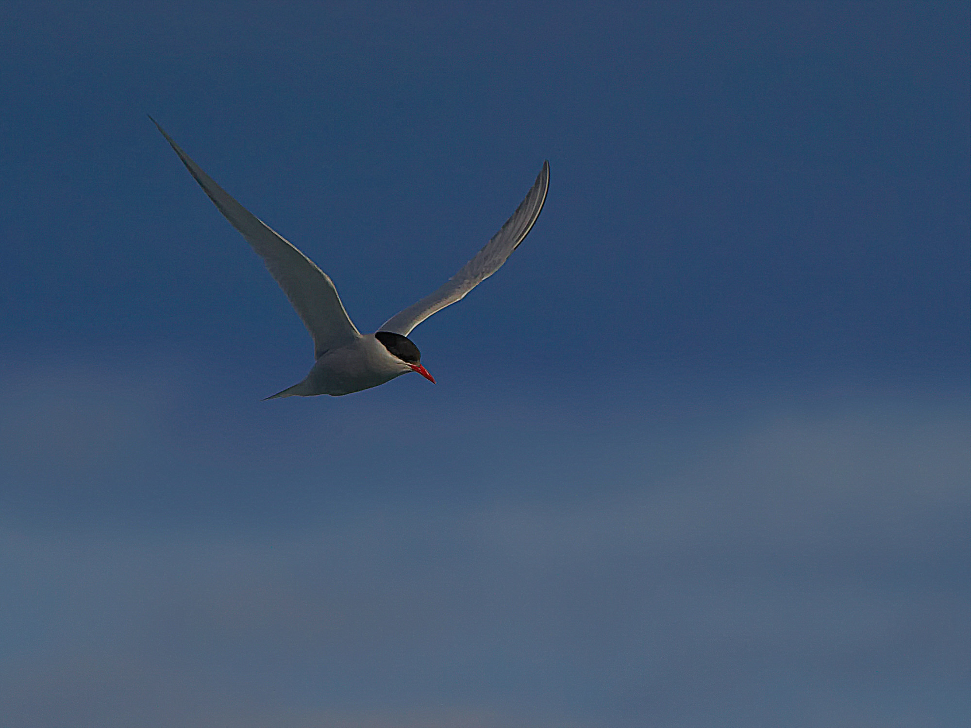 antarctic tern