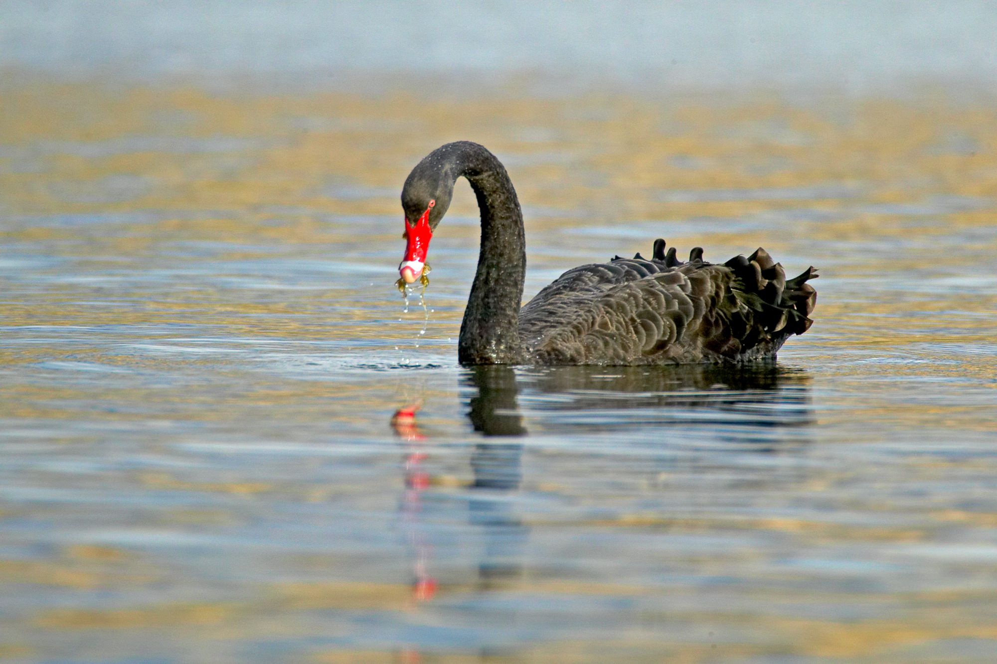 black swan