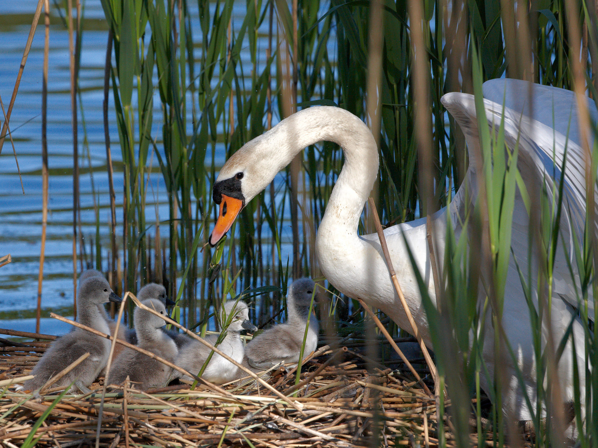 swan nest in thte reeds