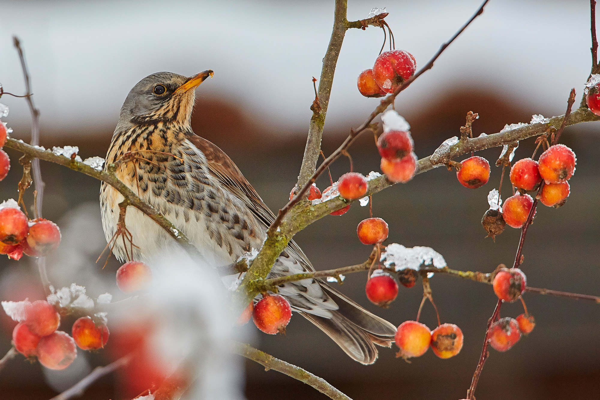juniper thrush