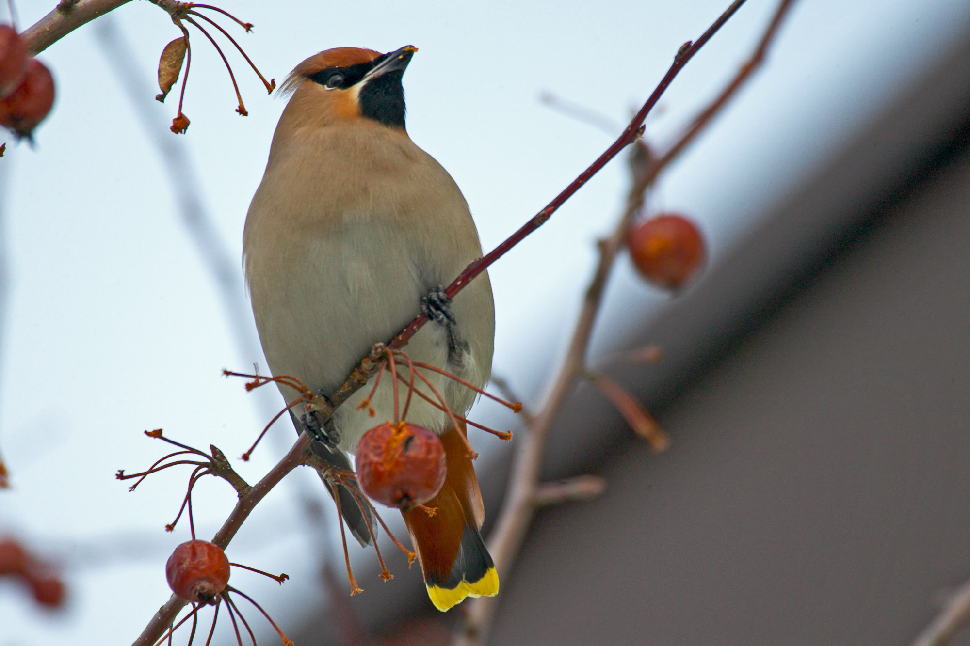 waxwing