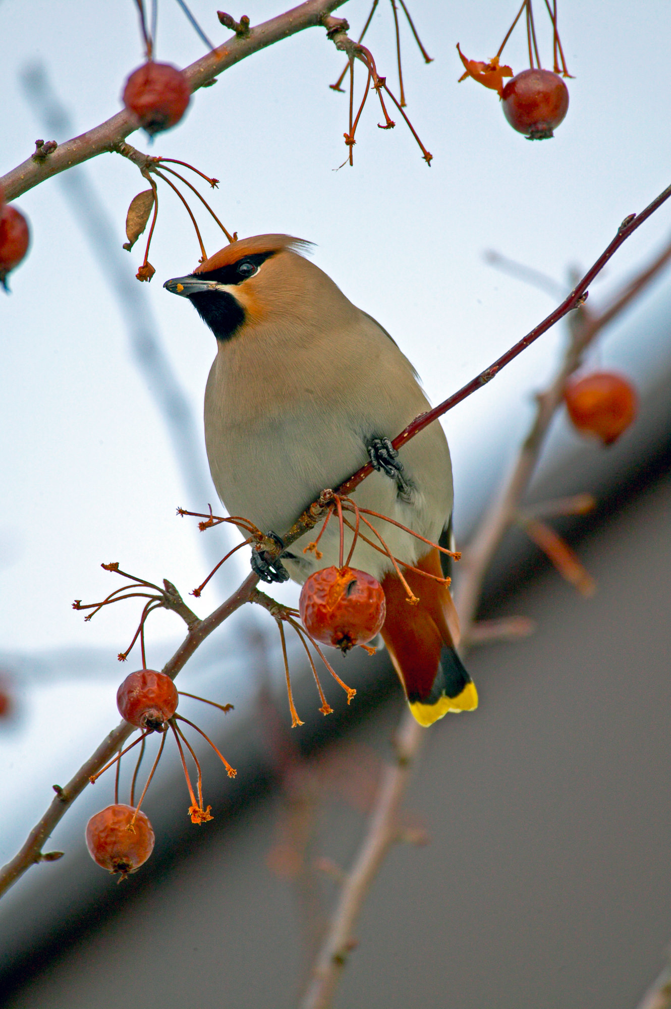waxwing