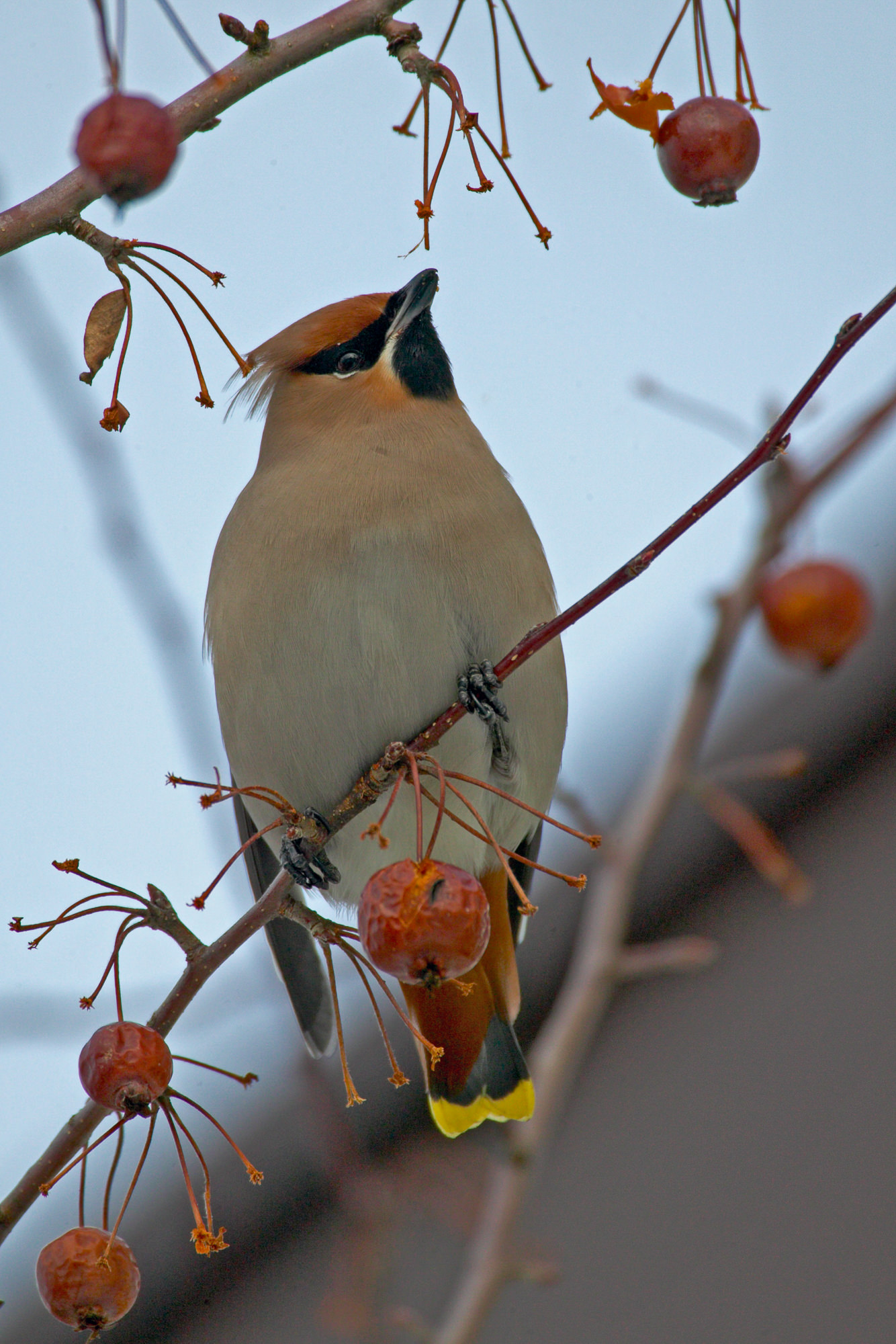 waxwing