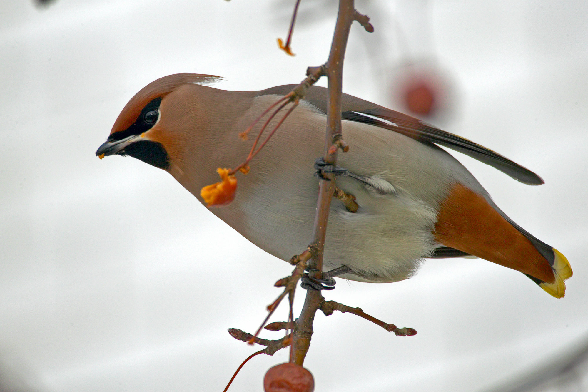 waxwing