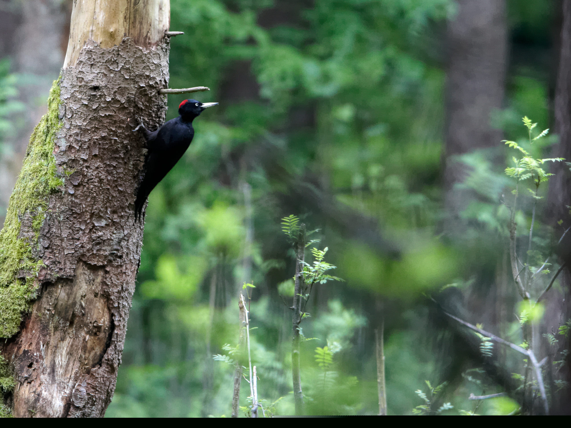 black woodpecker