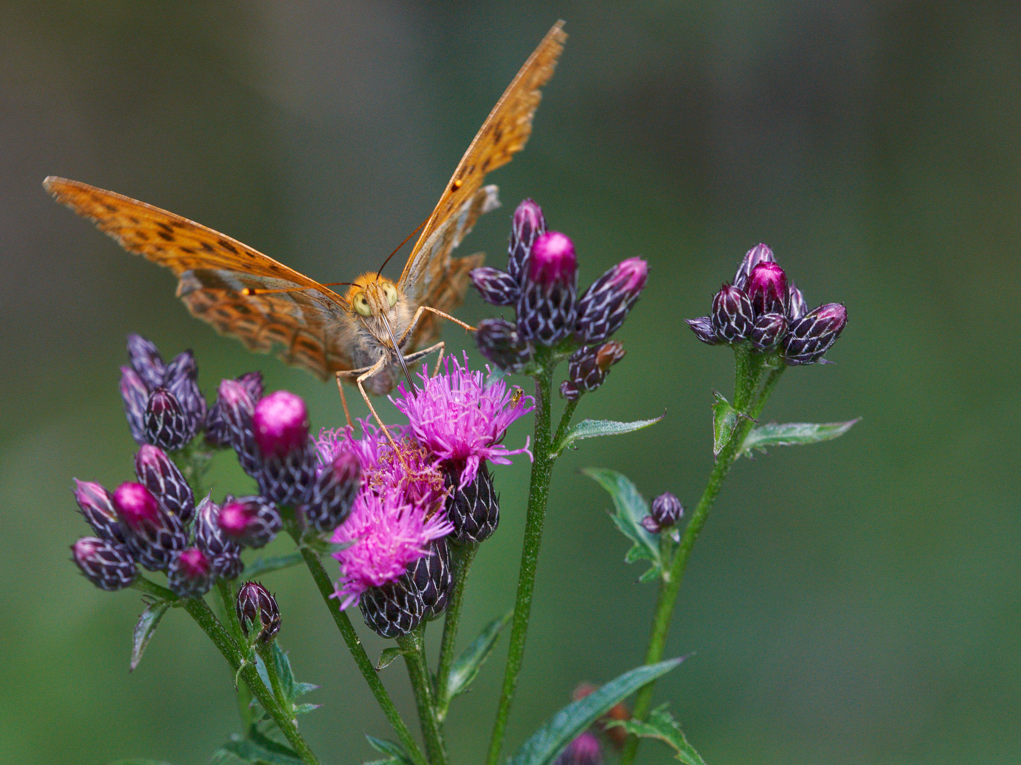 Silver-washed fritillary