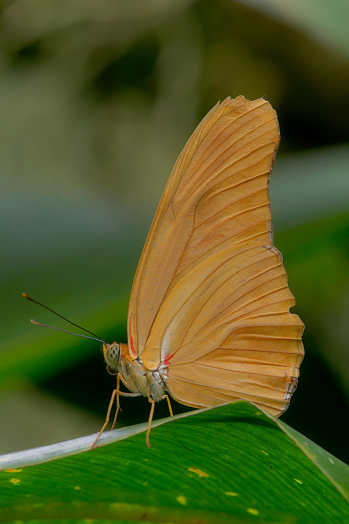 flame butterfly / Dryas julia