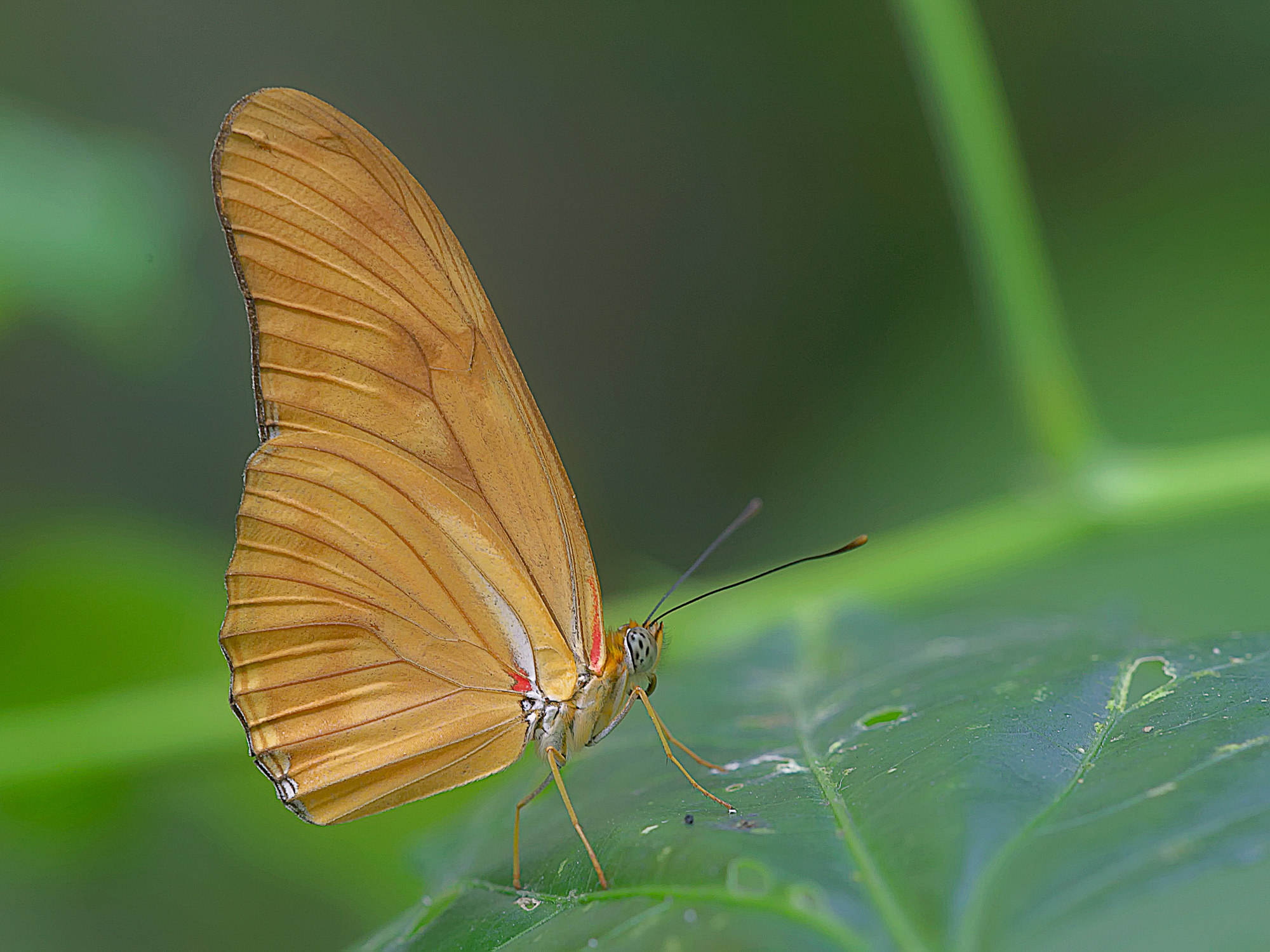 flame butterfly / Dryas julia