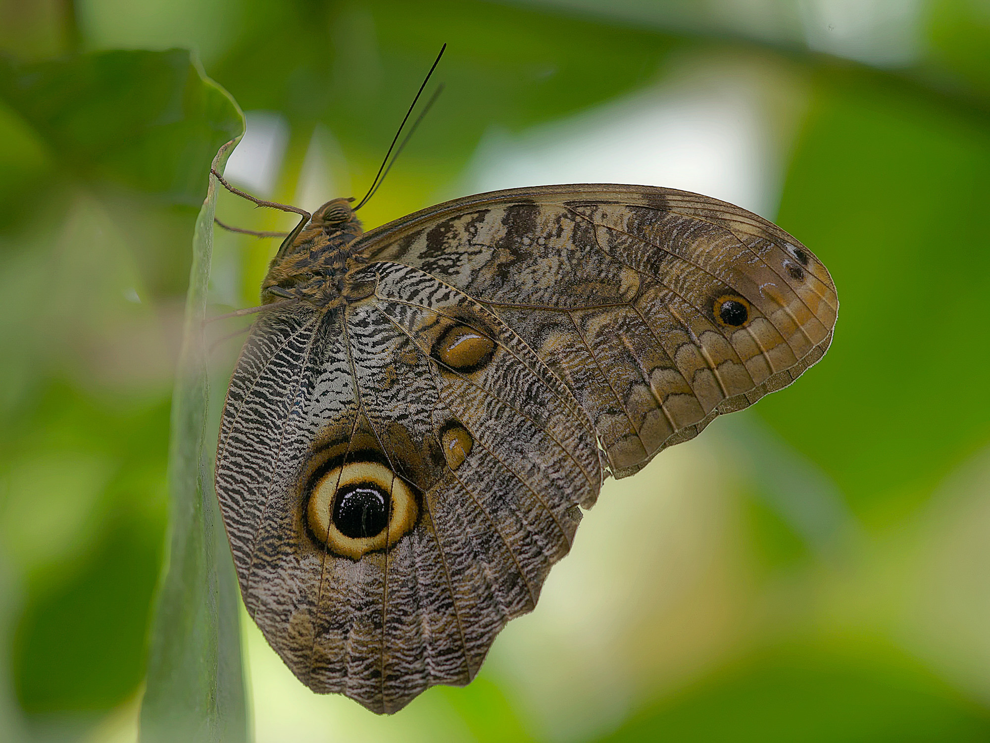 Banana butterfly (Caligo eurilochus)