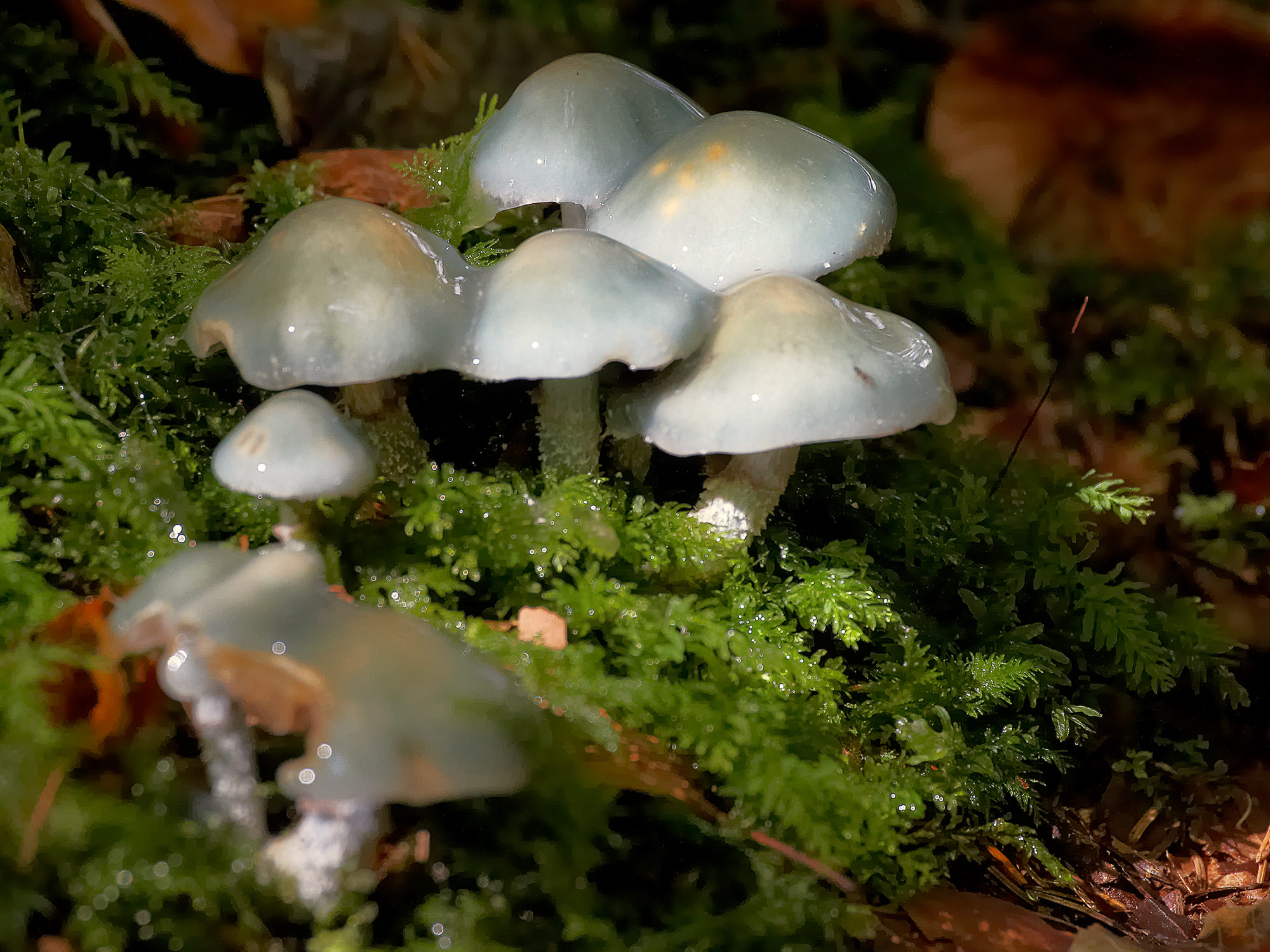 porcelain fungus