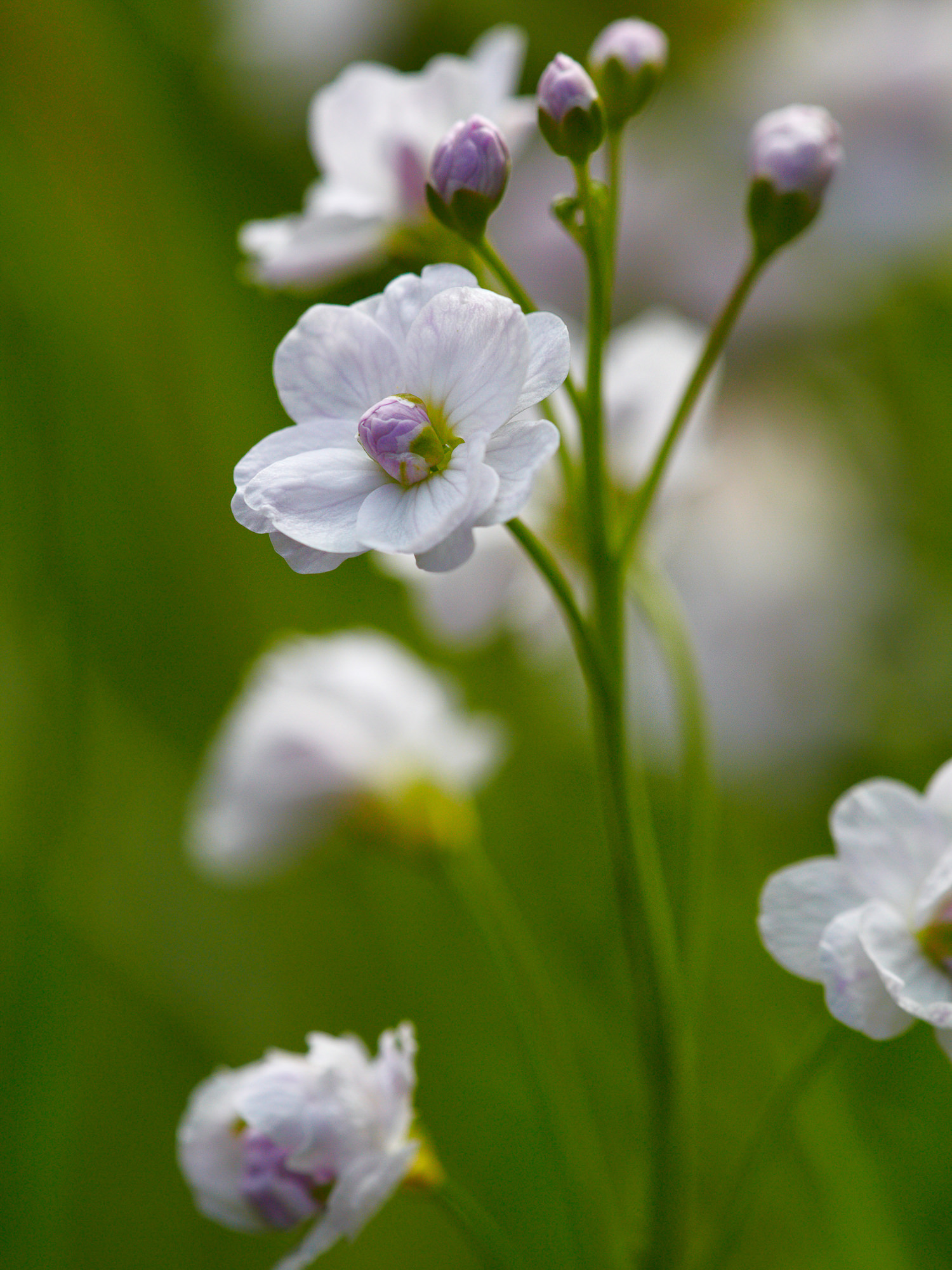 cuckoo flower