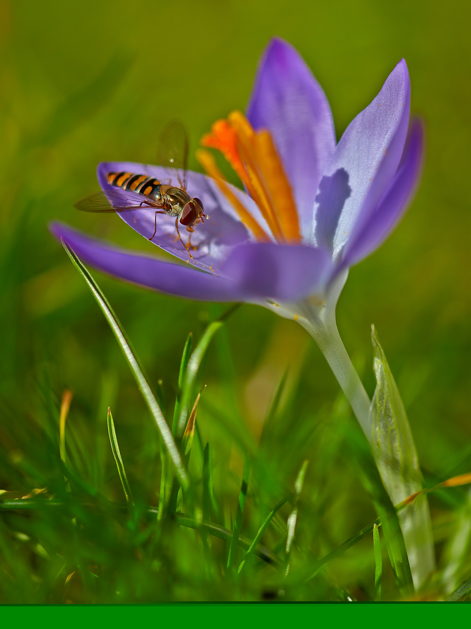 Crocus