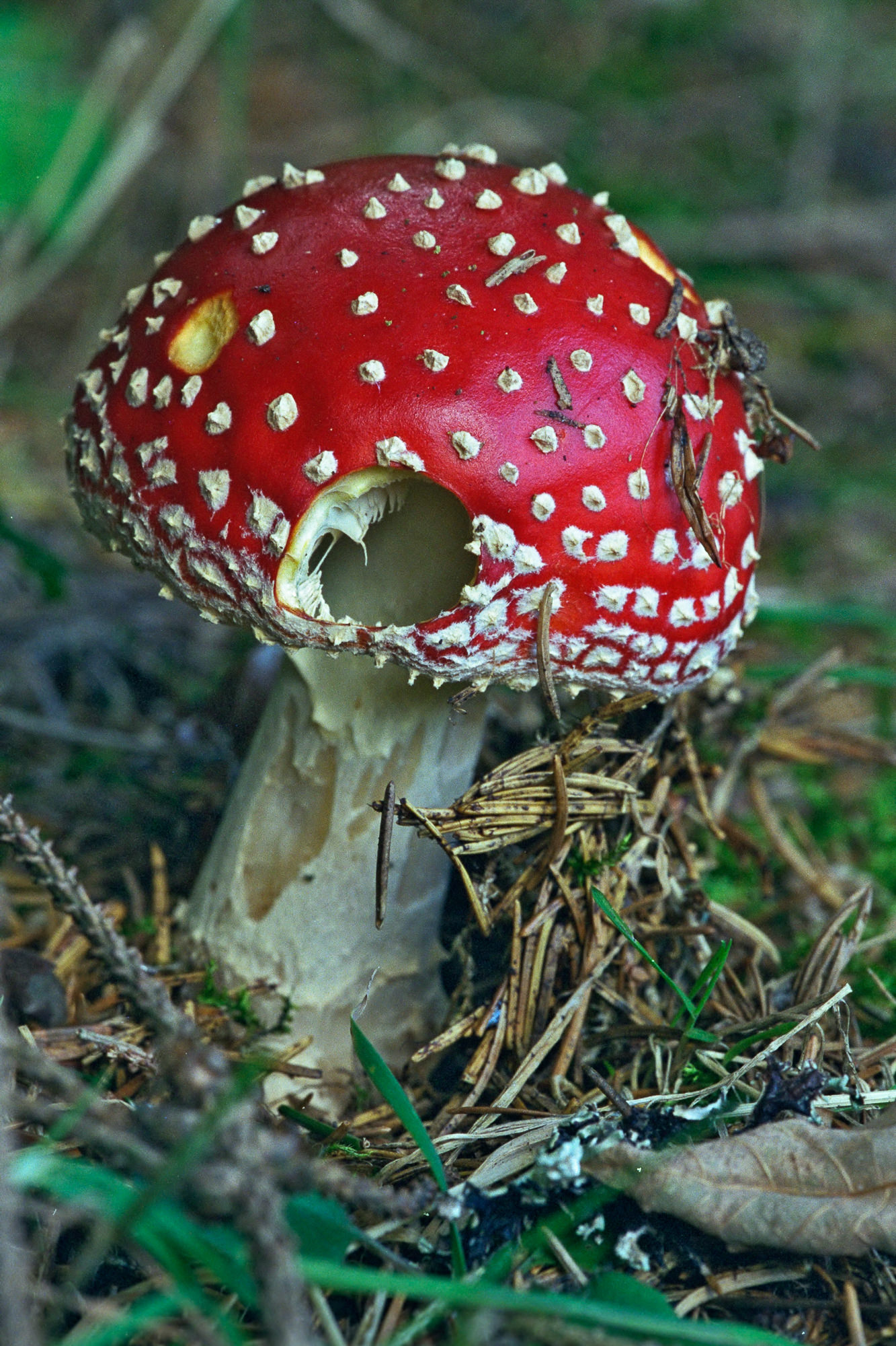 fly agaric