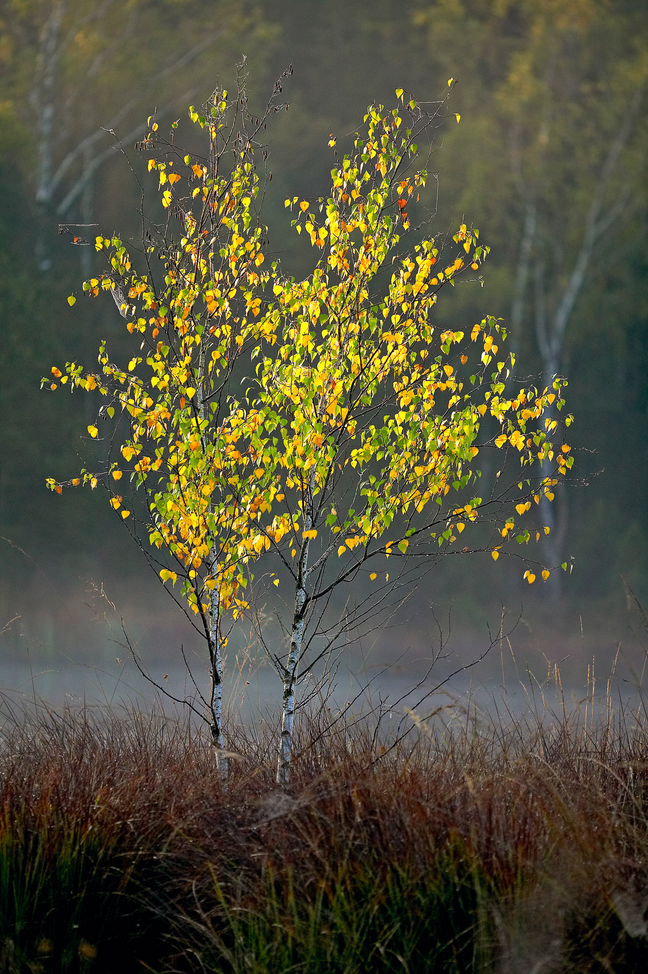 Birch in the autumnal sun, Upper Bavaria