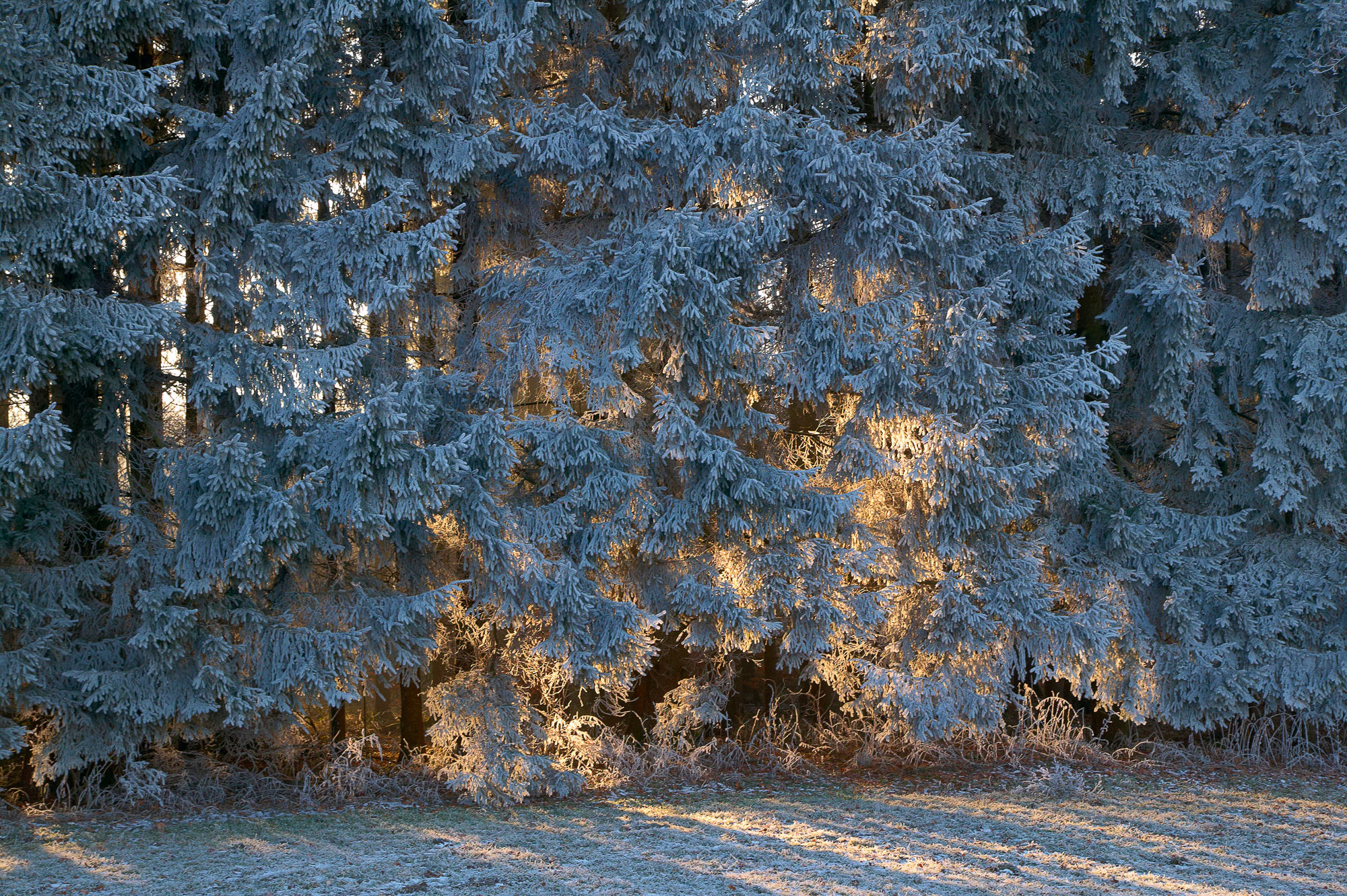 Spruce trees in winter morning sun, Upper Bavaria